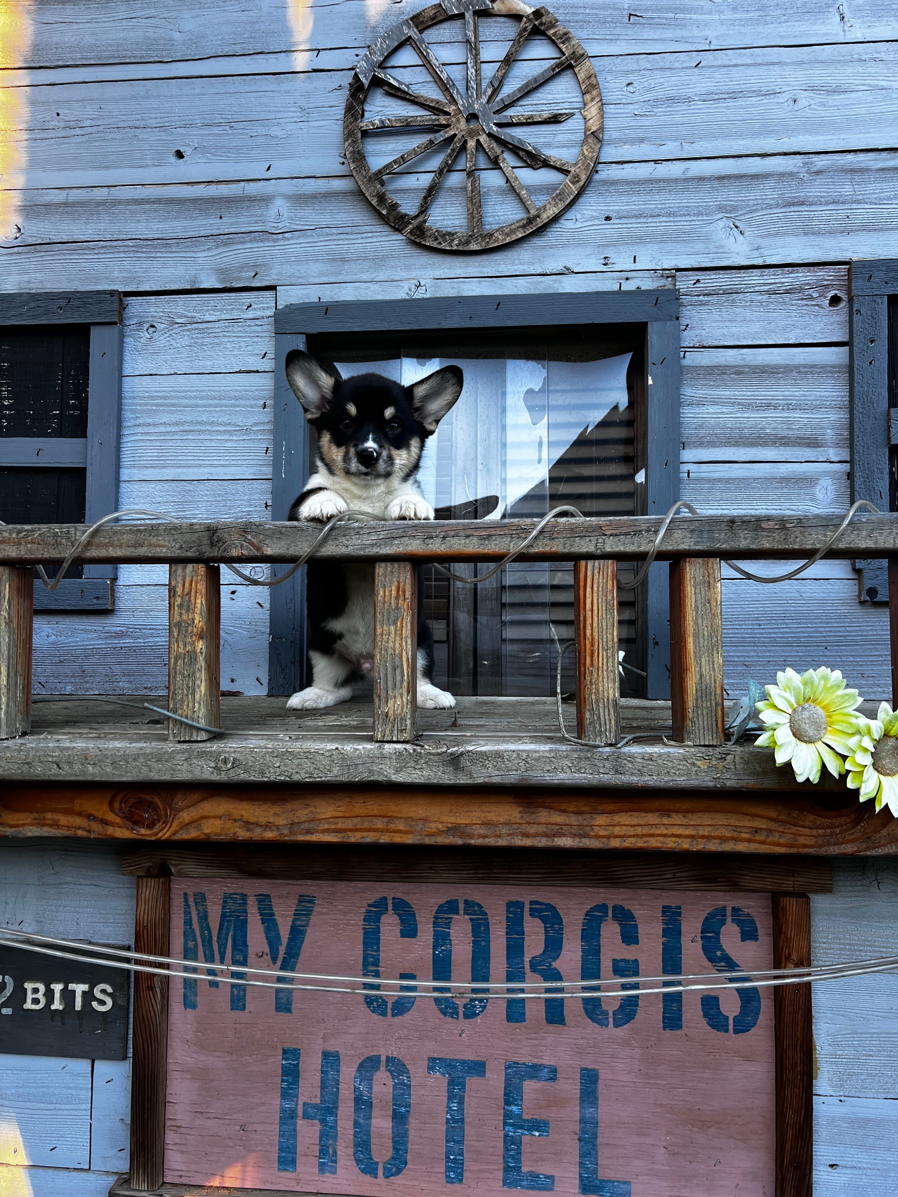 R J – Cardigan Welsh Corgi, Pembroke Welsh Corgi puppy for sale in Cookville, TX