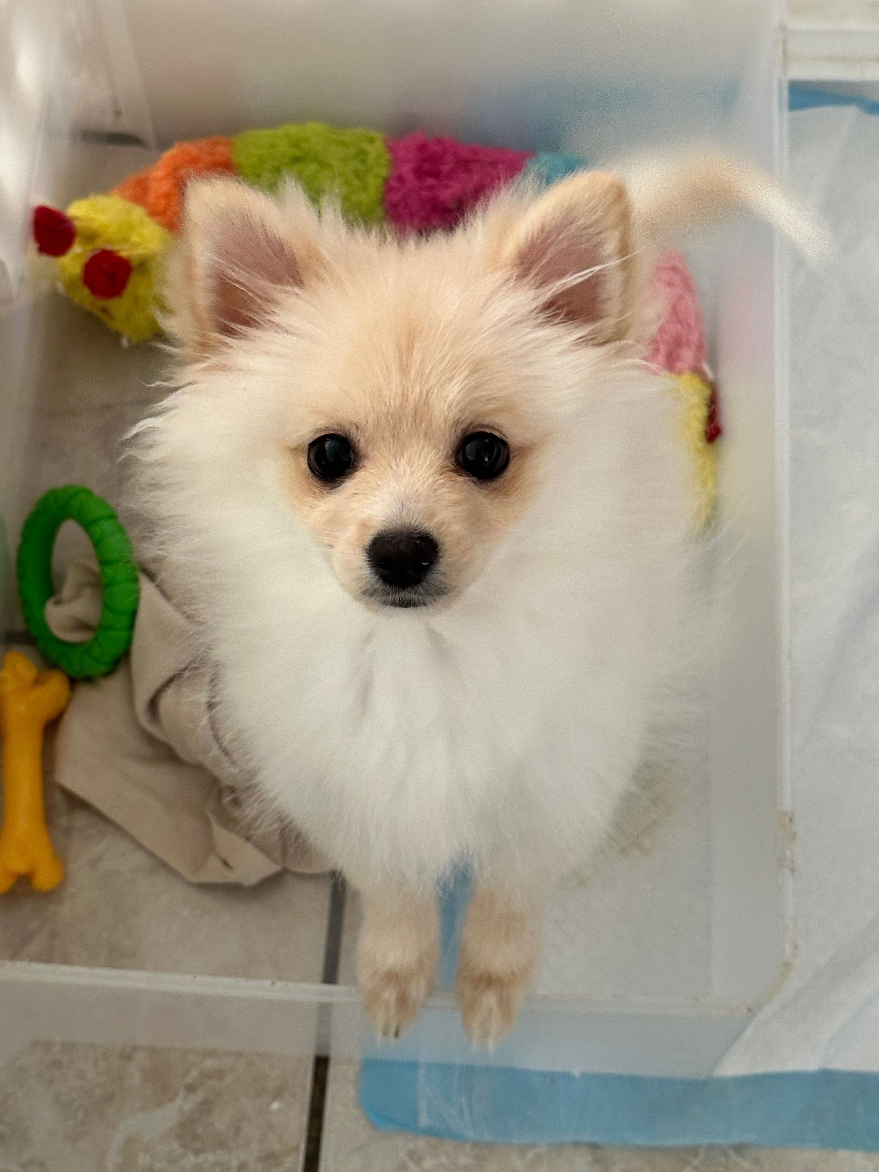 Winnie – Pomeranian puppy for sale in Moreno Valley, CA