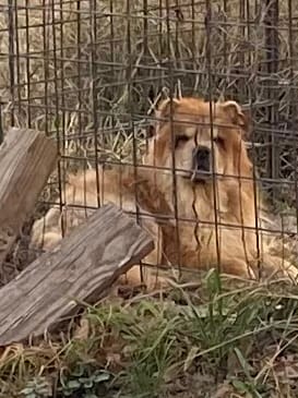 Gracie – Chow Chow puppy for sale in La Vernia, TX
