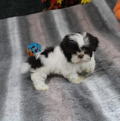 Giz AKC – Shih Tzu puppy for sale in Thayer, KS