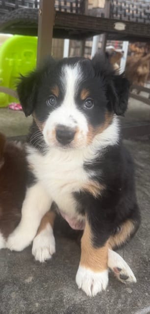 Chaz  – Australian Shepherd puppy for sale in Torrance, CA