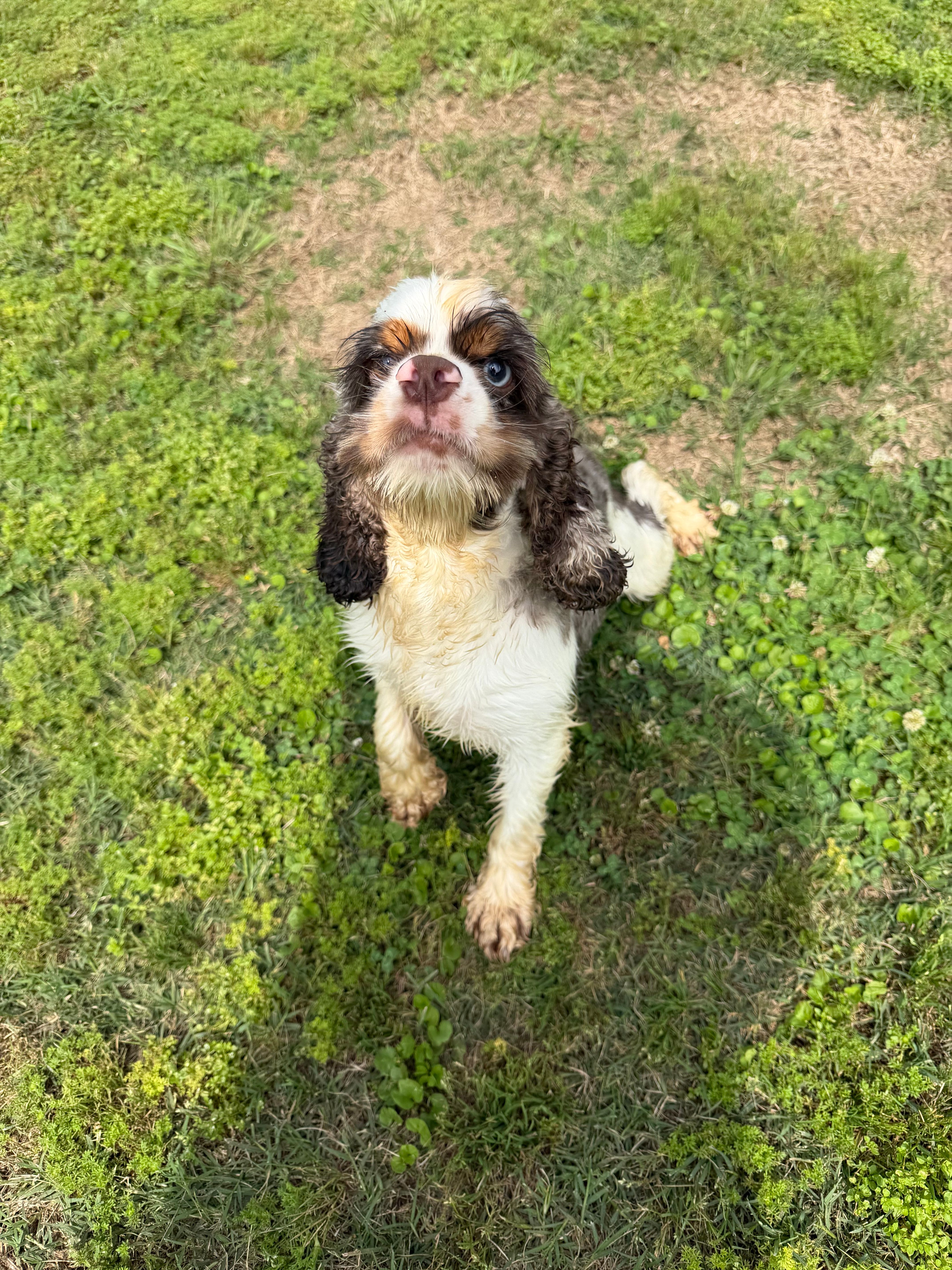 Rocky – Cocker Spaniel puppy for sale in Pittsburg, TX