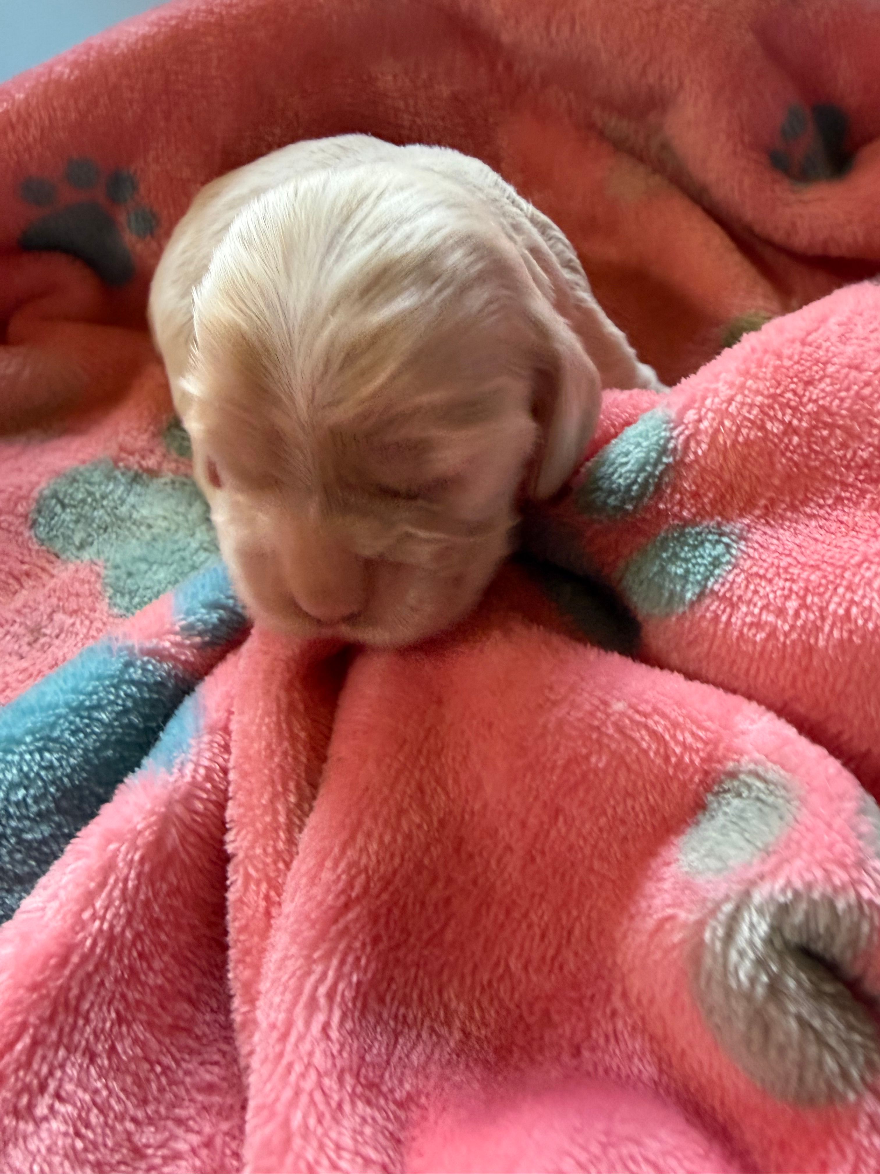 Taffy – Cocker Spaniel puppy for sale in Pittsburg, TX
