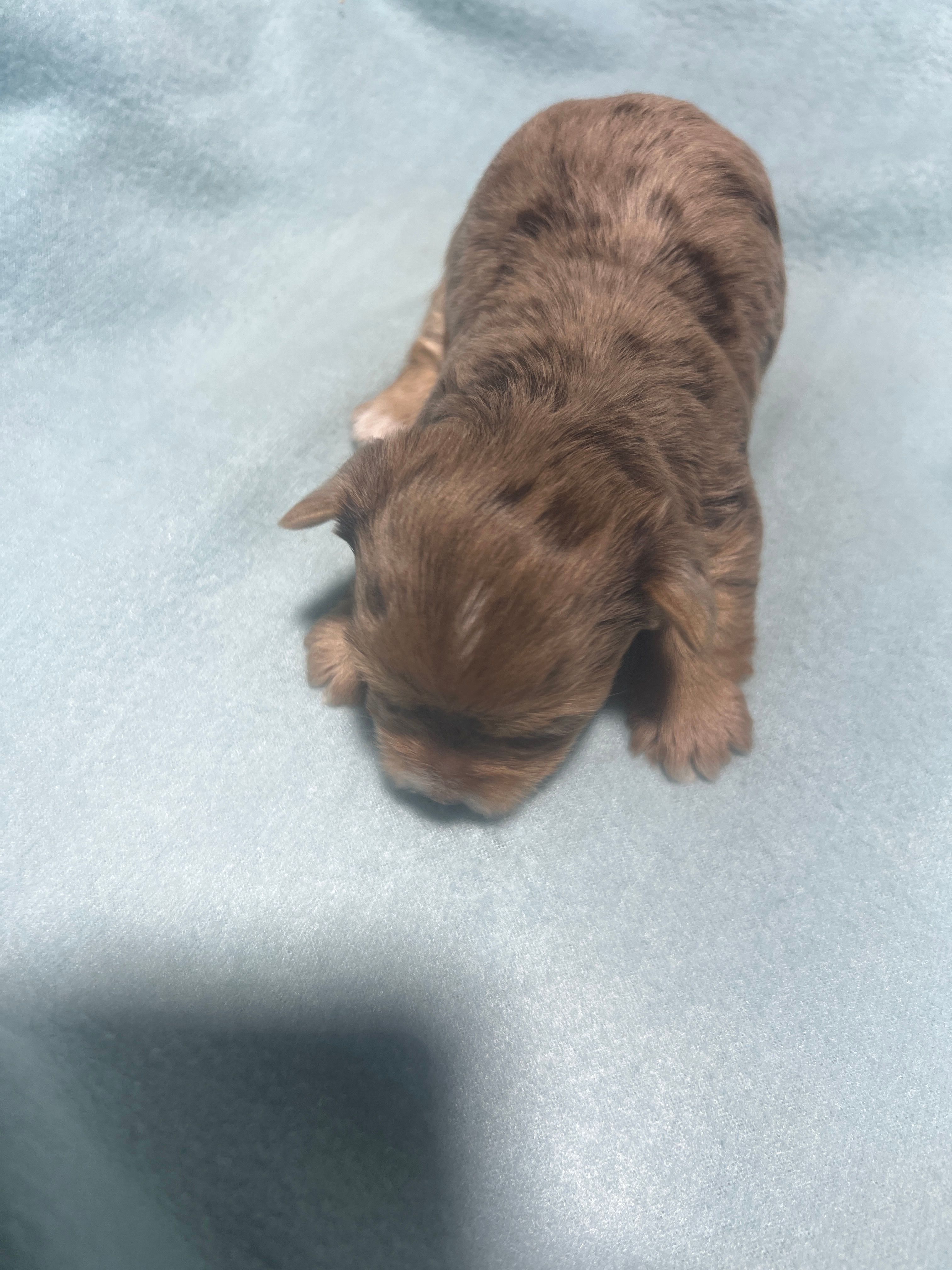 Lucky – Yorkshire Terrier puppy for sale in Pittsburg, TX