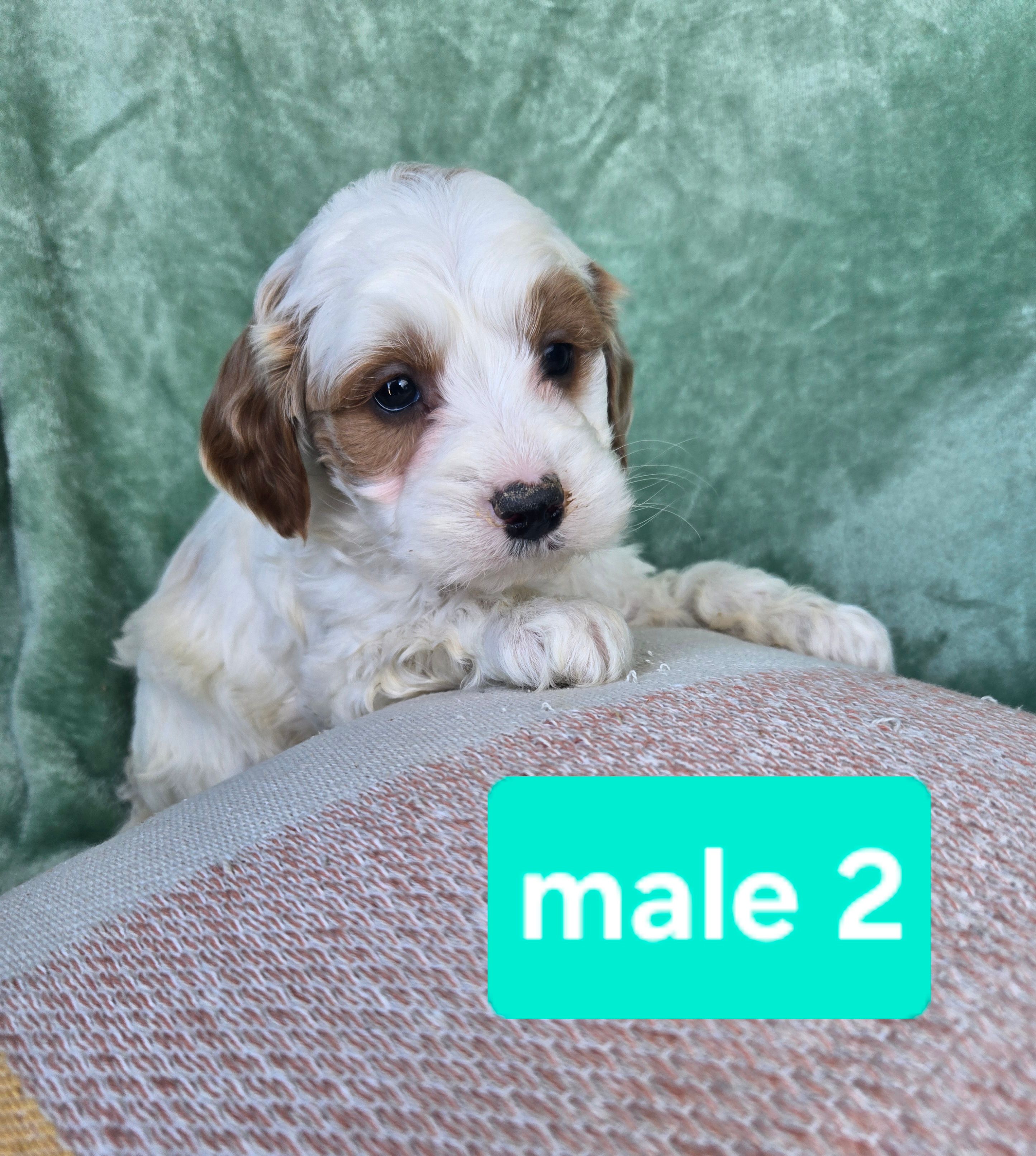 Jack  – Miniature Goldendoodle puppy for sale in Tuscola, IL