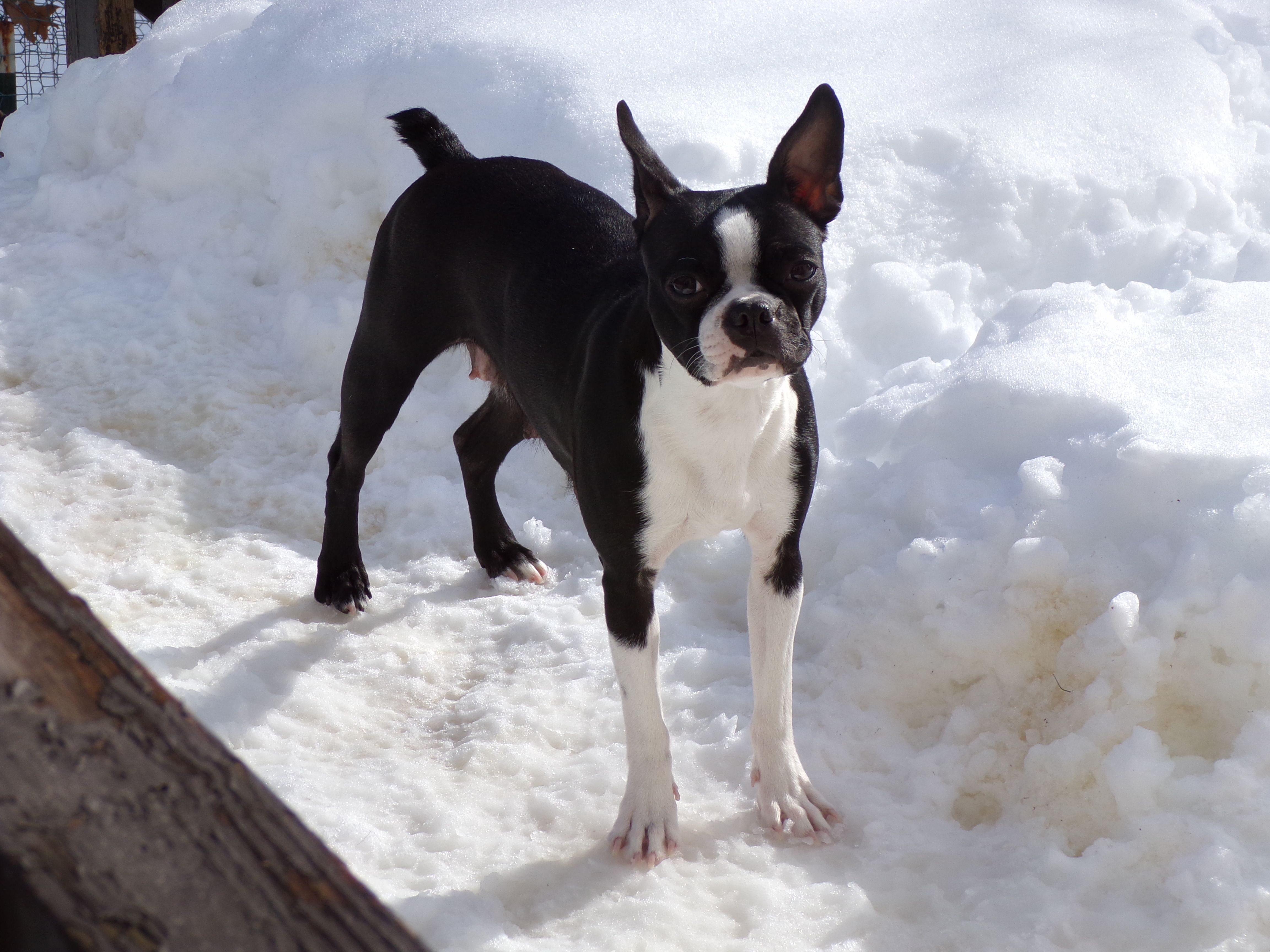 Roni – Boston Terrier puppy for sale in Monroe, NH