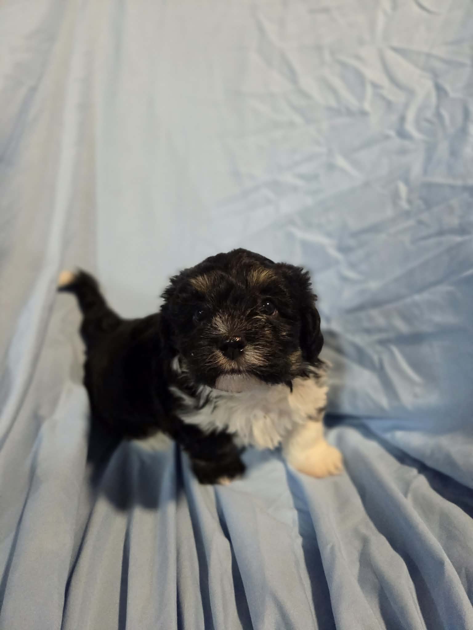 Champ – Havanese puppy for sale in Ottumwa, IA