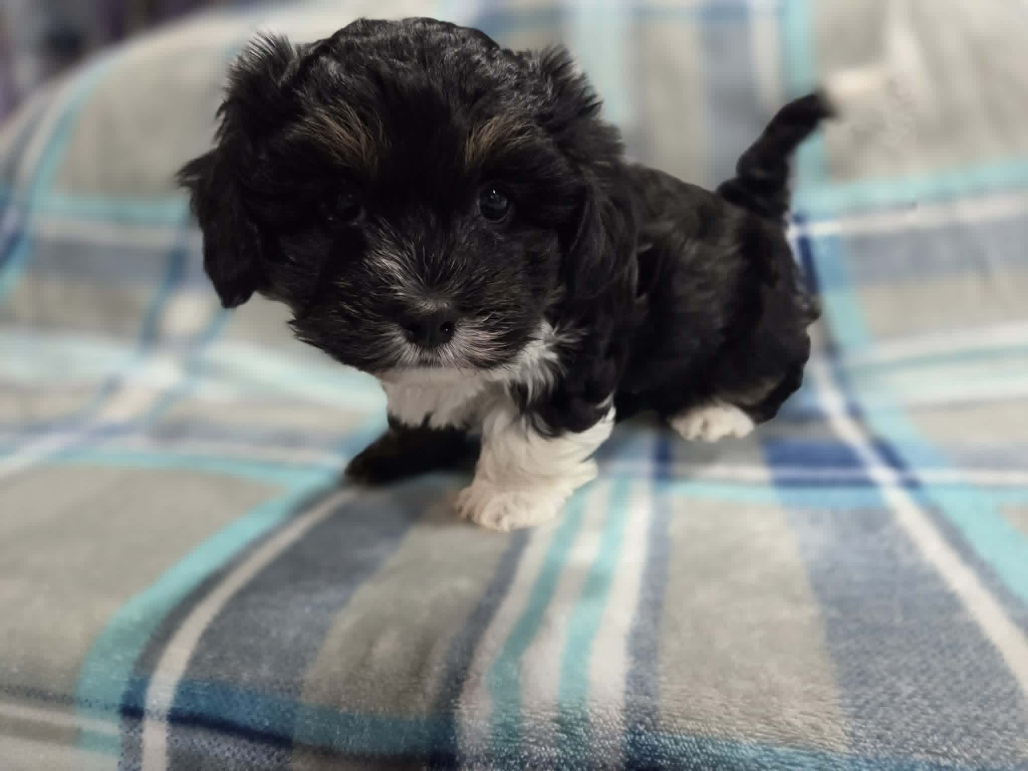 Champ – Havanese puppy for sale in Ottumwa, IA