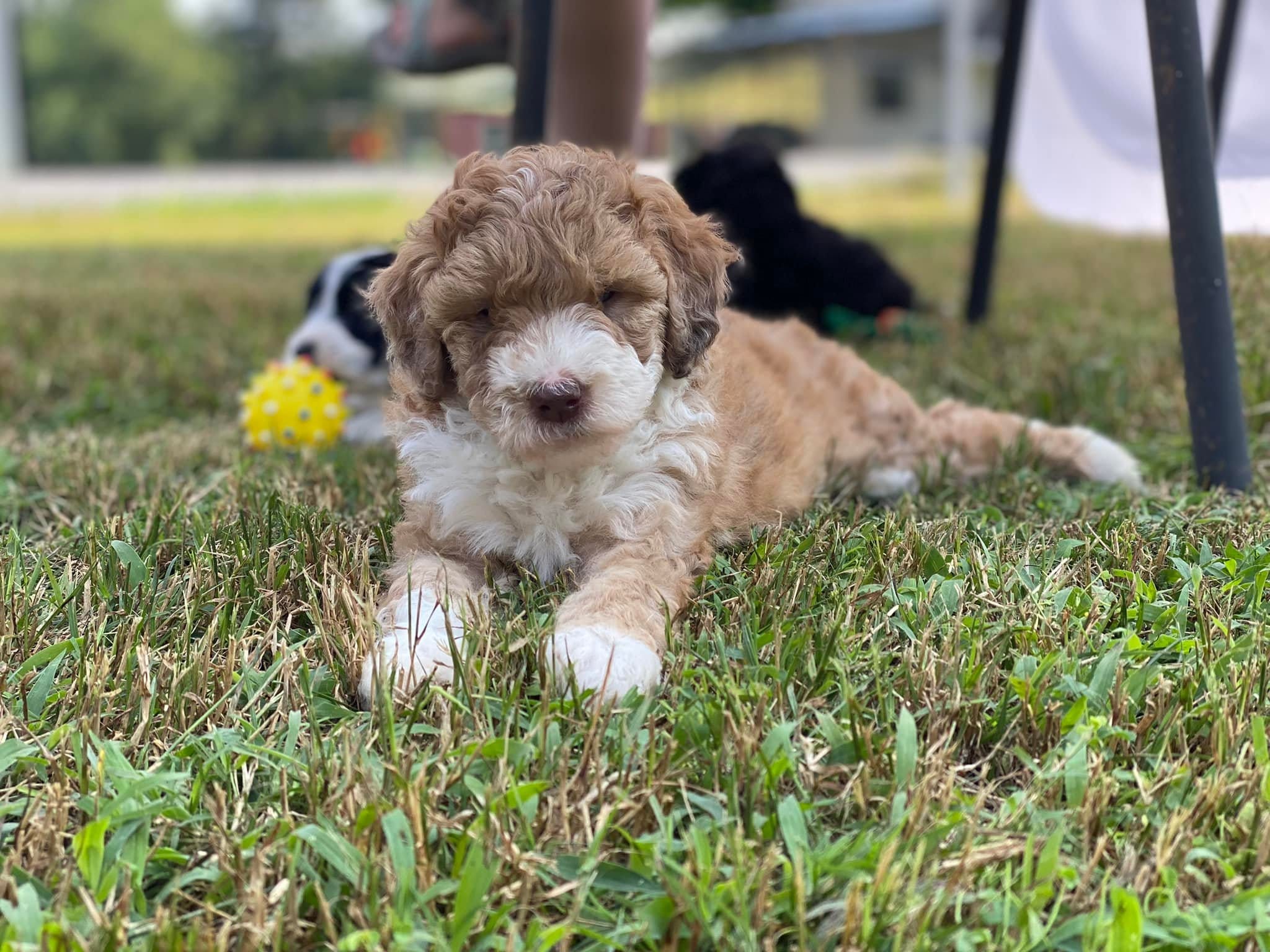 Maverick – Miniature Aussiedoodle puppy for sale in Albertville, AL