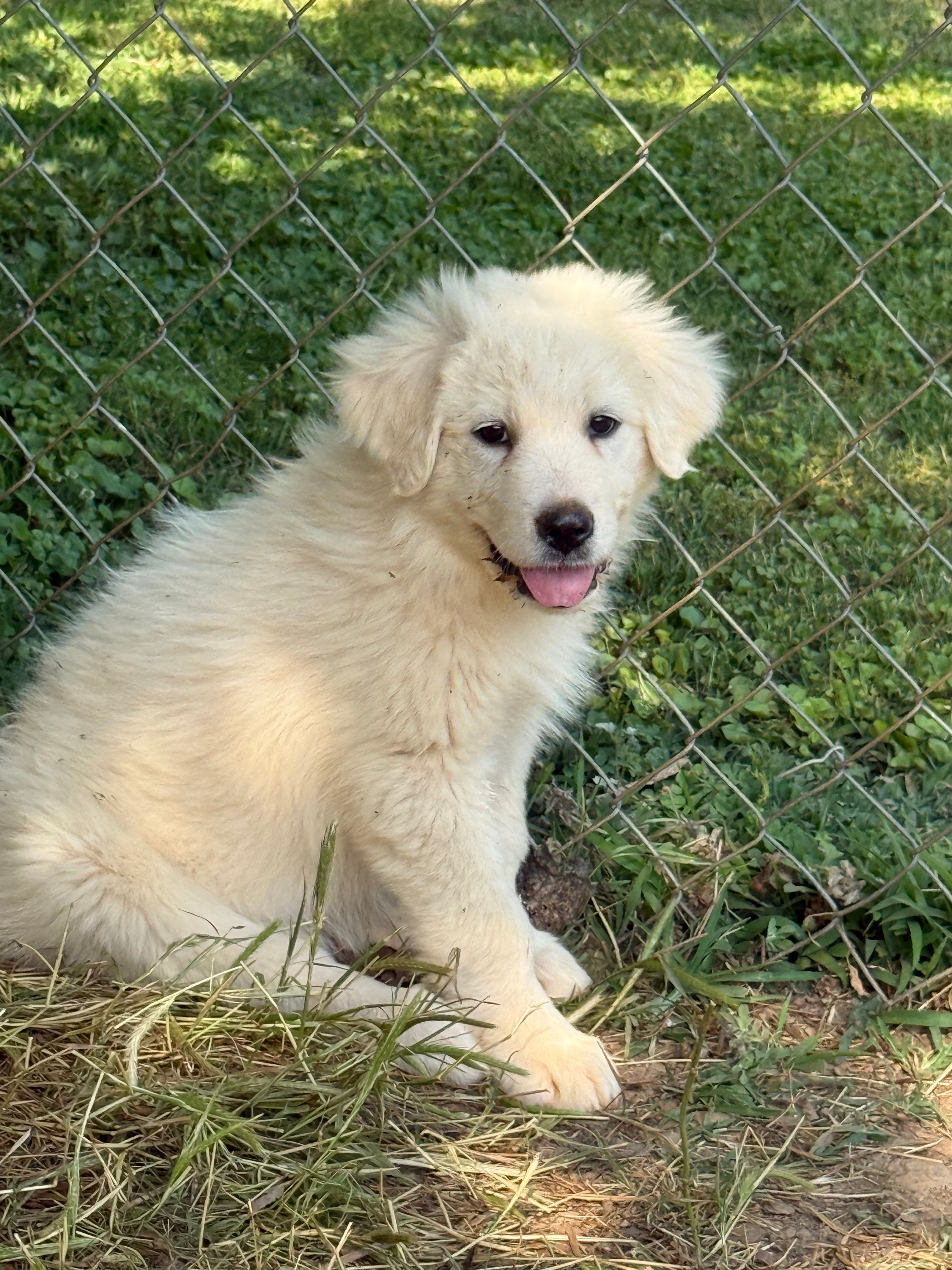 Precious – Great Pyrenees puppy for sale in Canton, GA