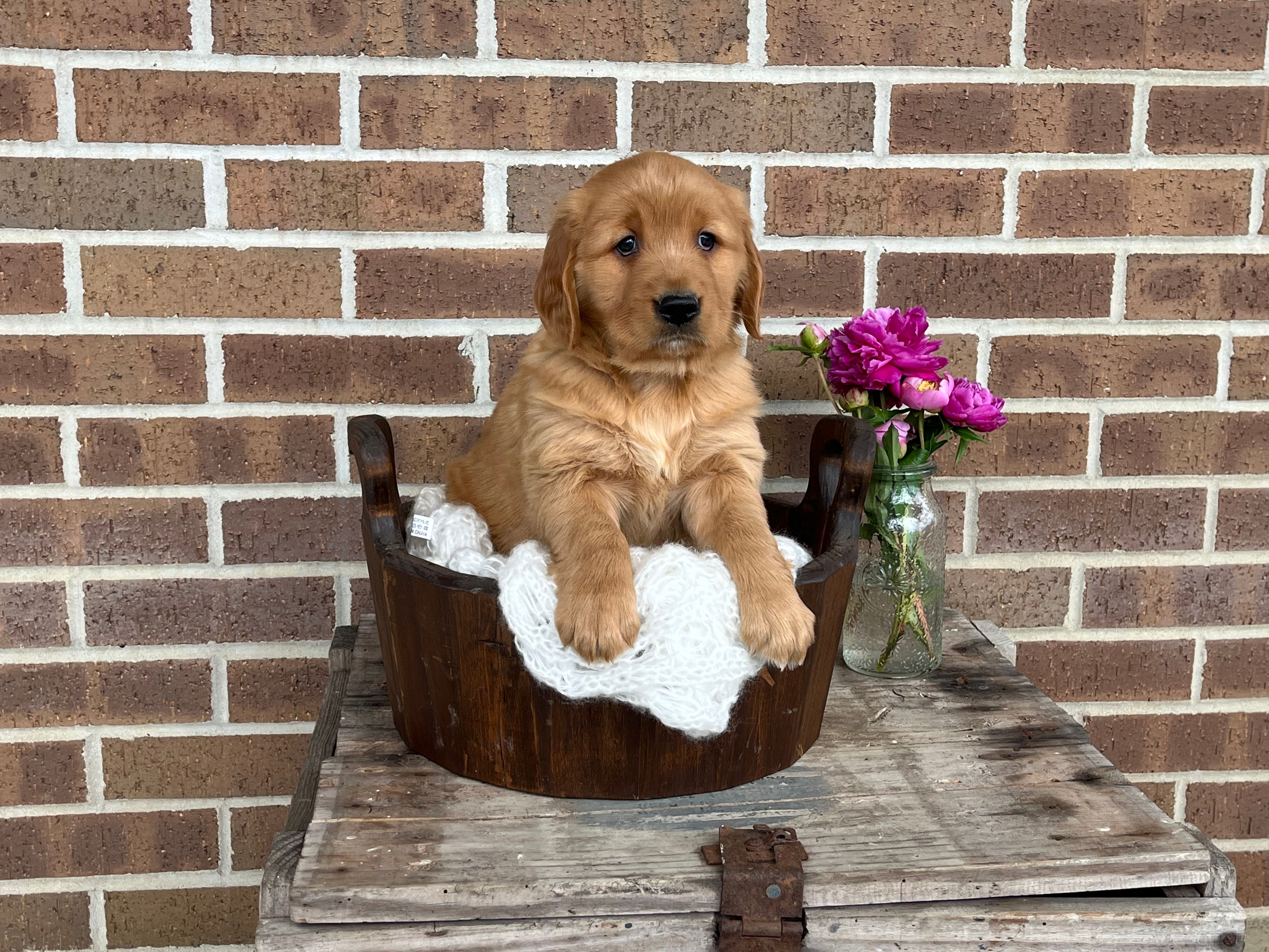 Lassie – Golden Retriever puppy for sale in Bloomfield, IN