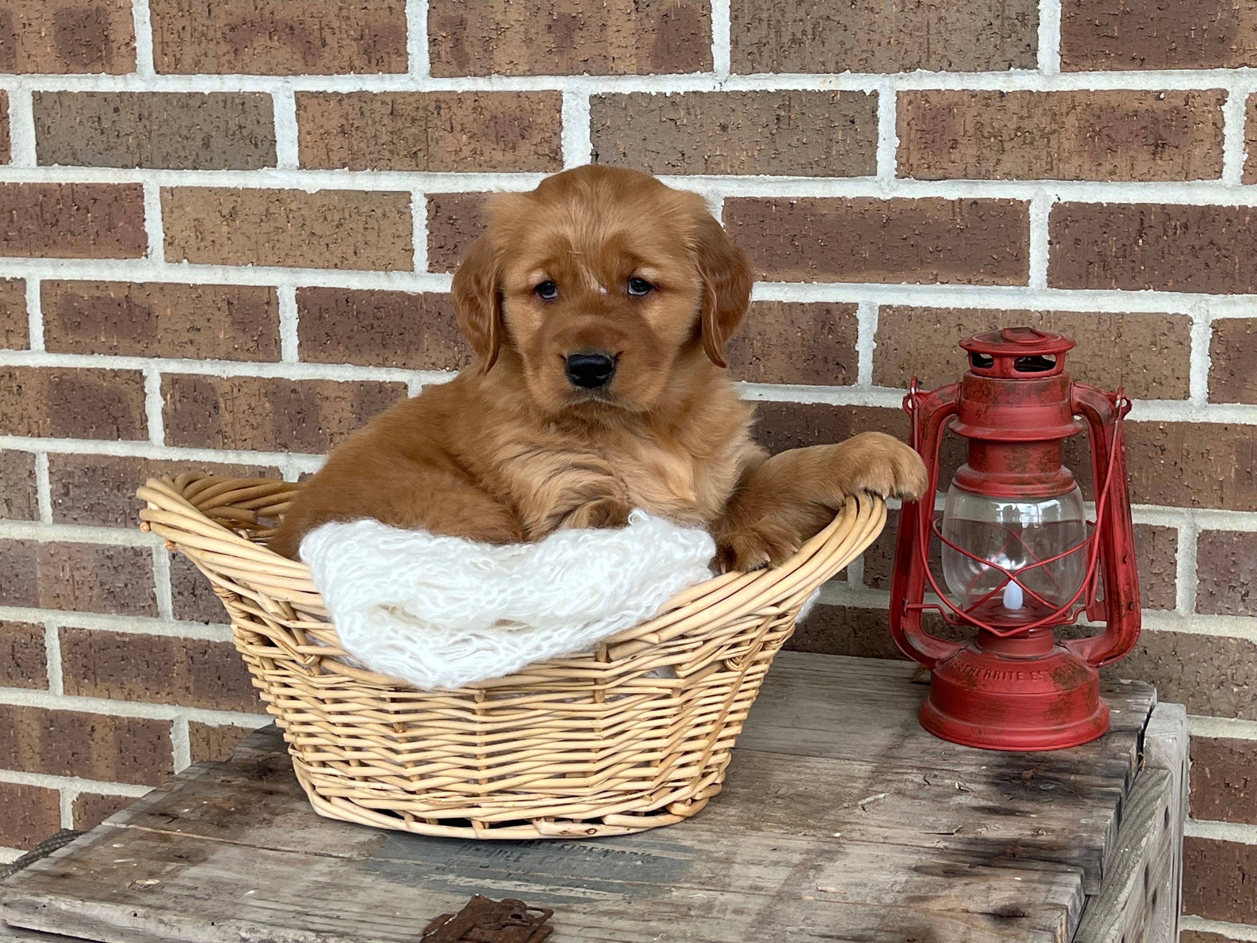 Rocky – Golden Retriever puppy for sale in Bloomfield, IN