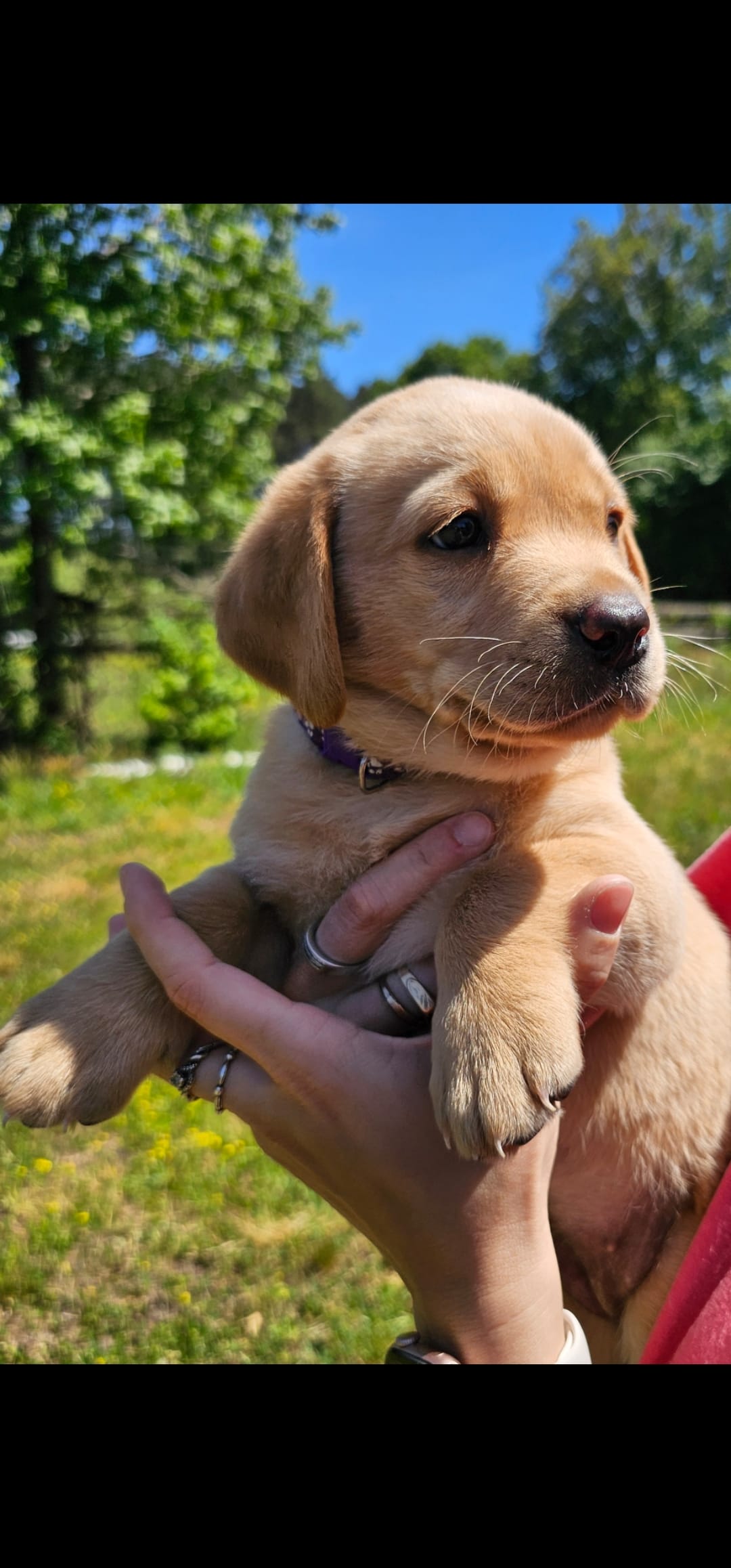 AKC Peaches – Labrador Retriever puppy for sale in Prince George, VA
