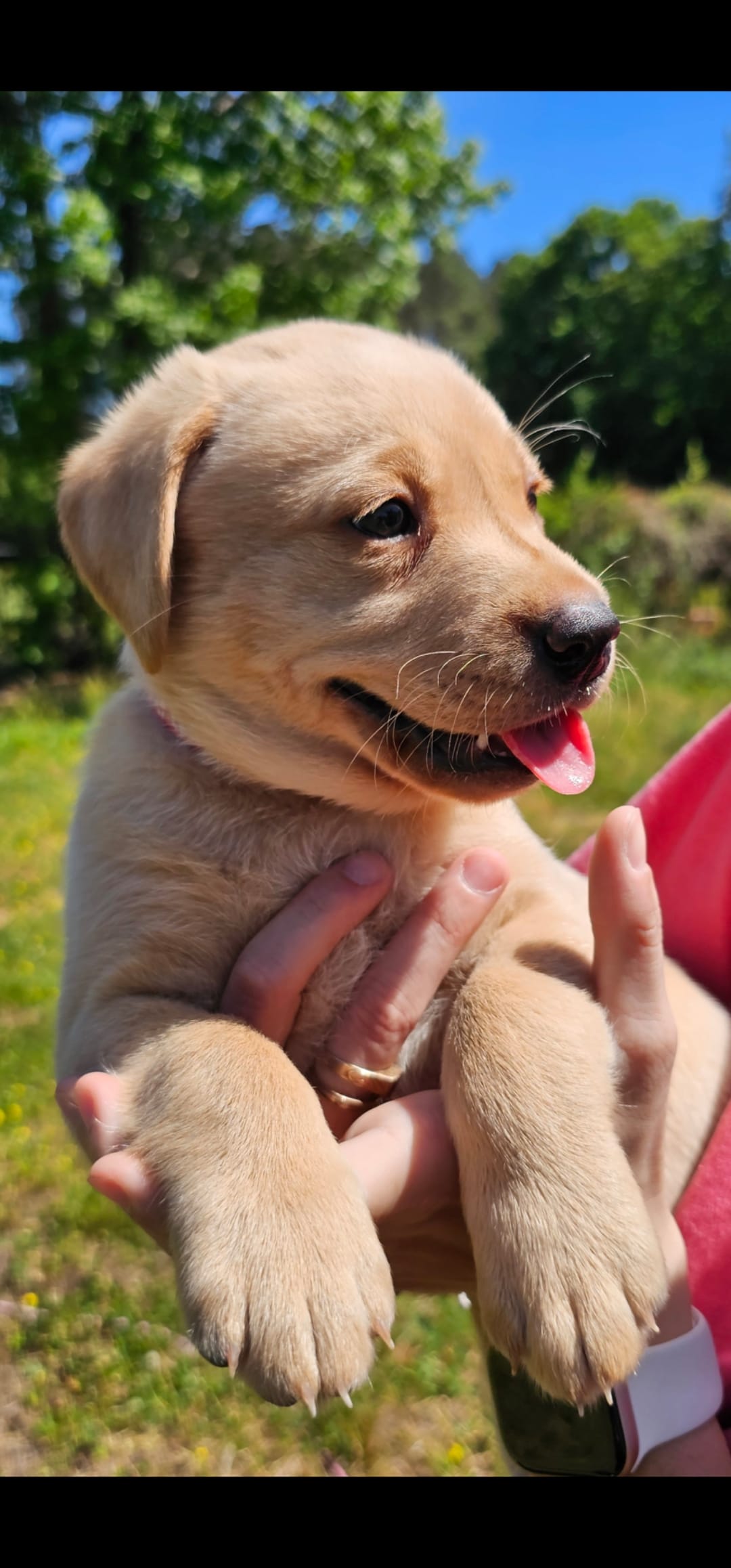 AKC Goldie – Labrador Retriever puppy for sale in Prince George, VA