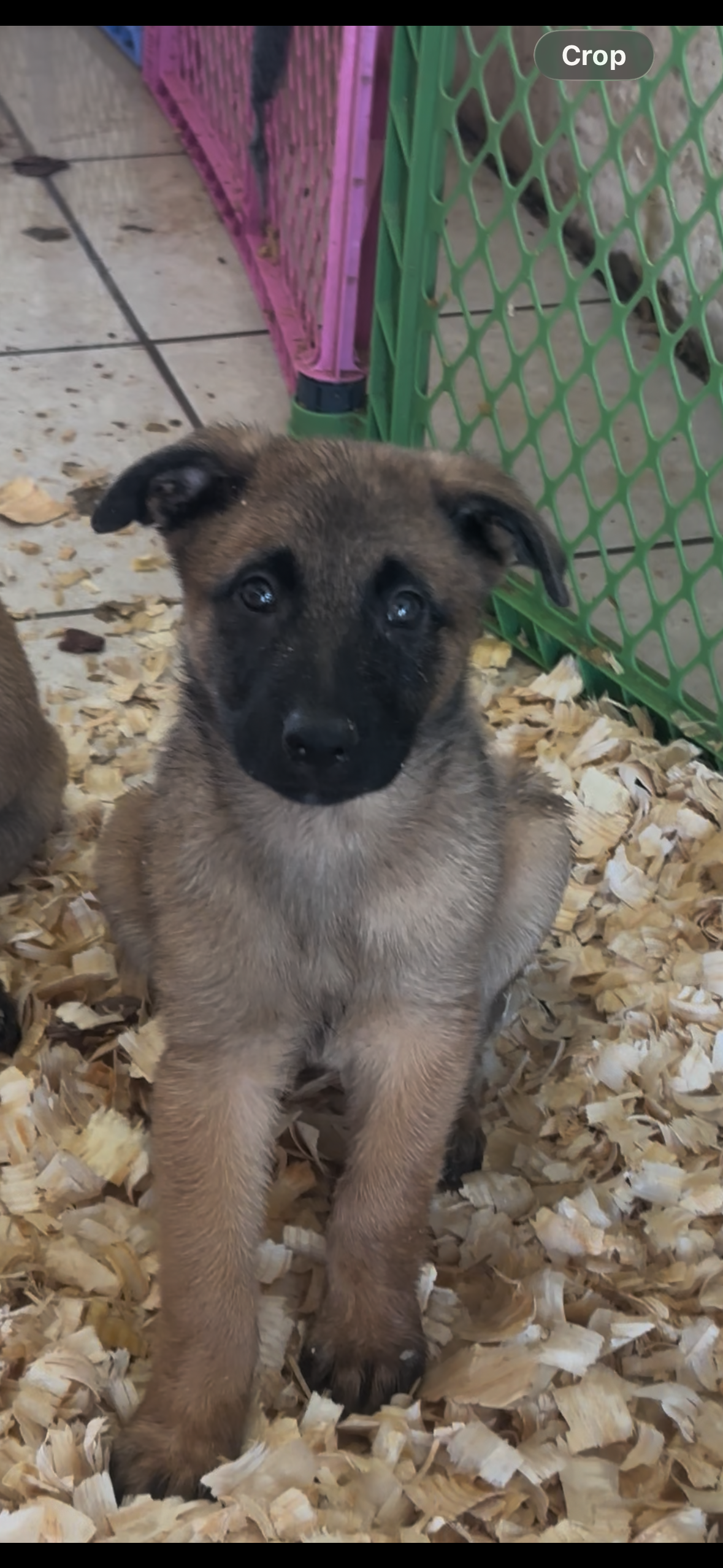 Spartan – Belgian Malinois puppy for sale in Phoenix, AZ
