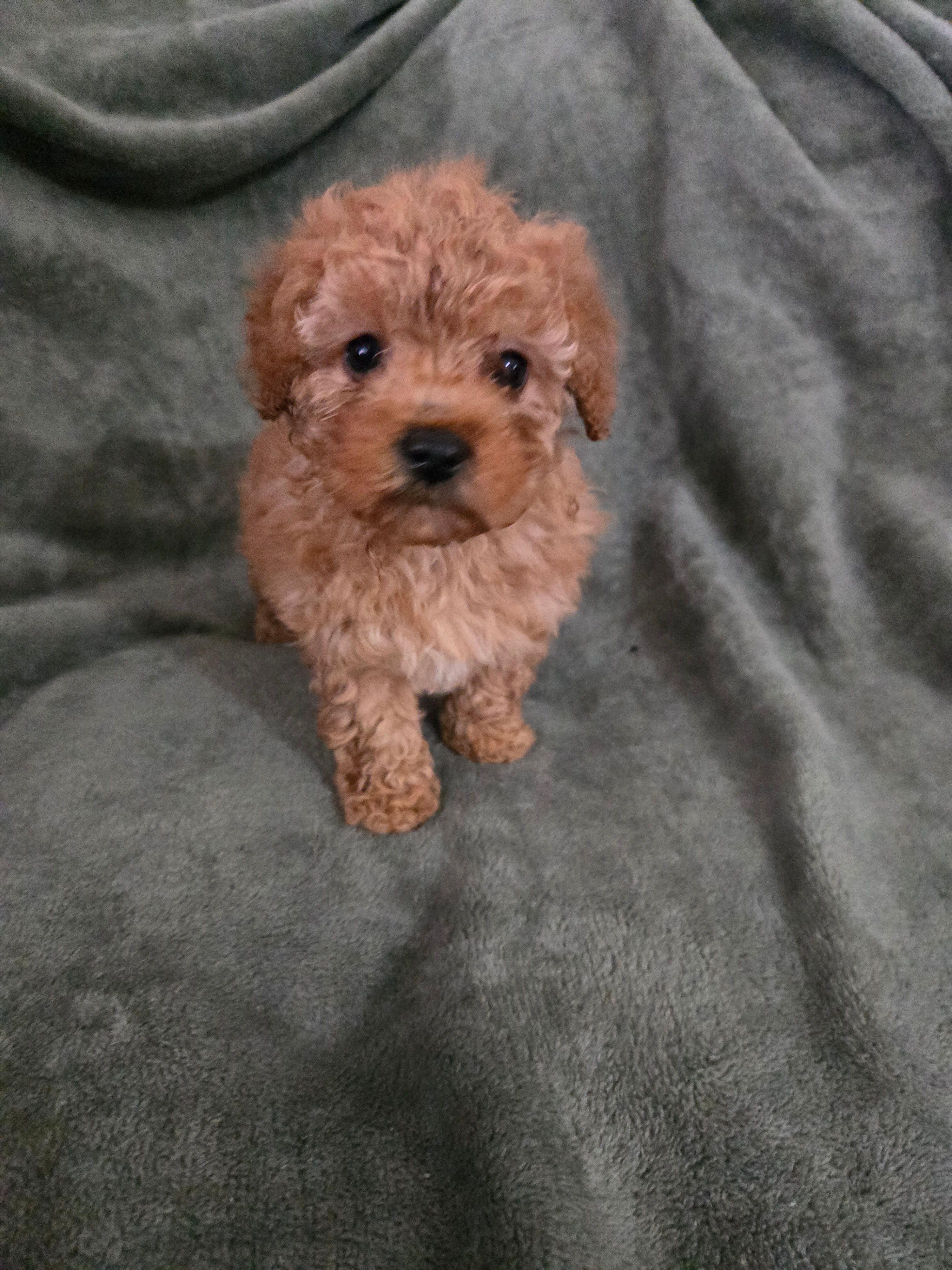 Jane – Poodle - Toy  puppy for sale in Lambertville, MI
