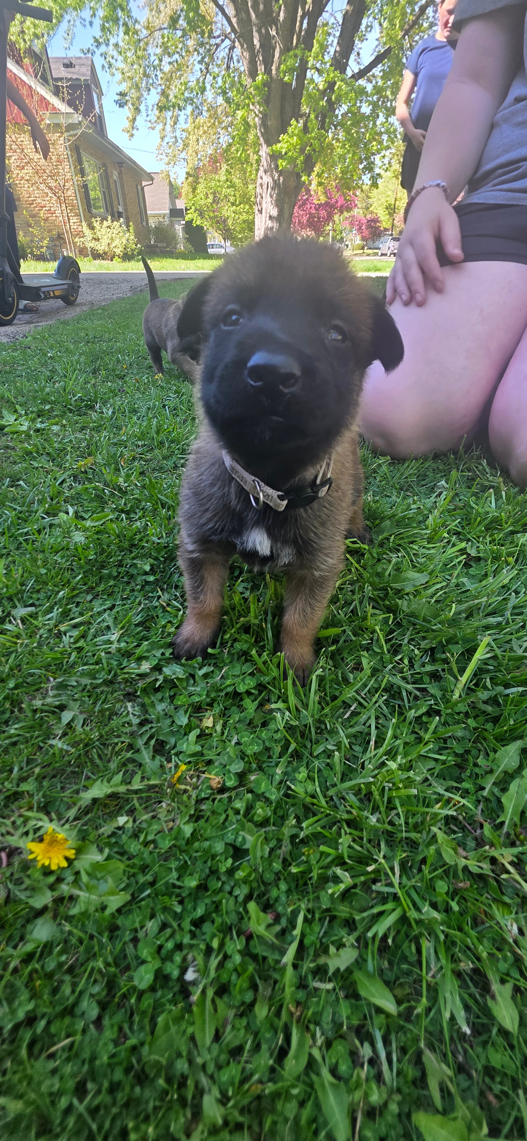 White Collar  – Belgian Malinois puppy for sale in Oshkosh, WI