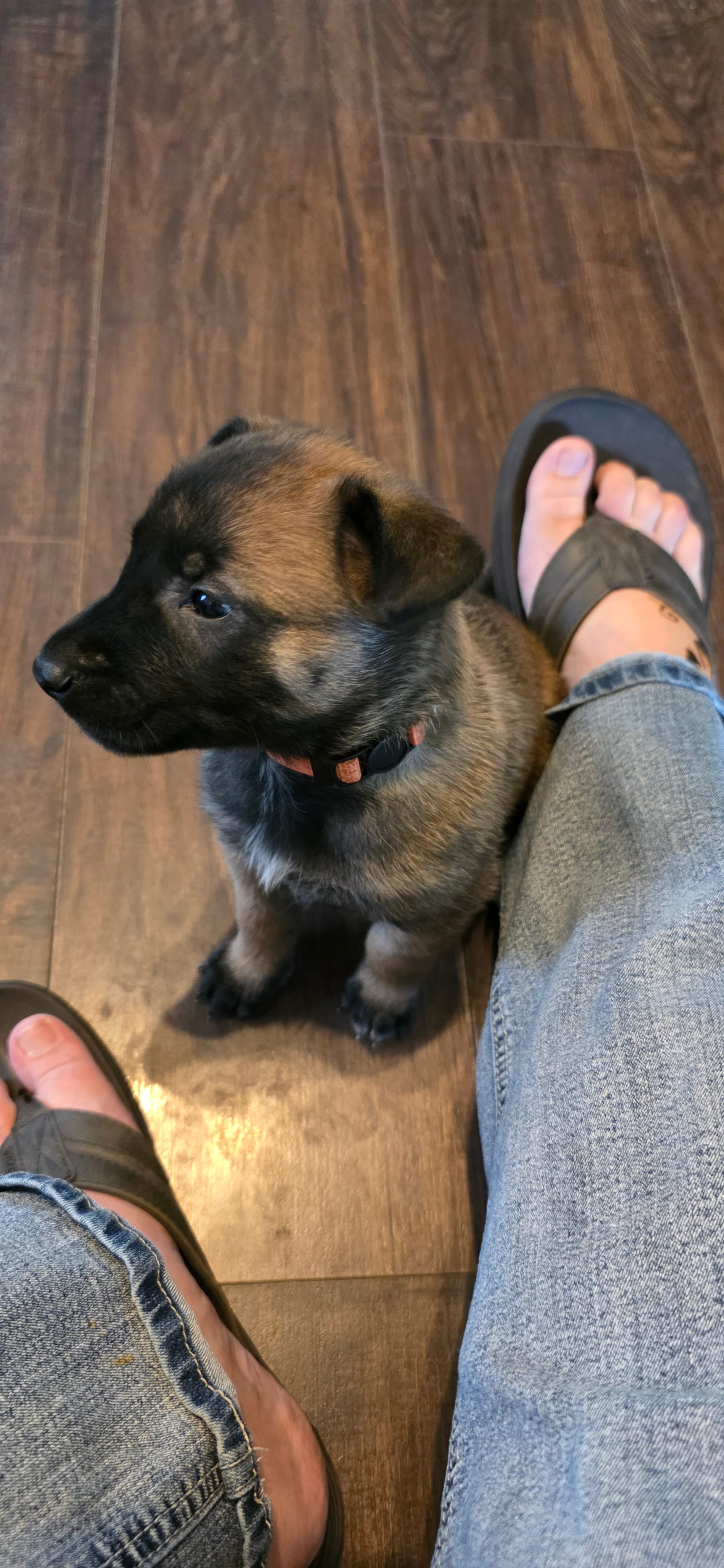 Orange collar – Belgian Malinois puppy for sale in Oshkosh, WI