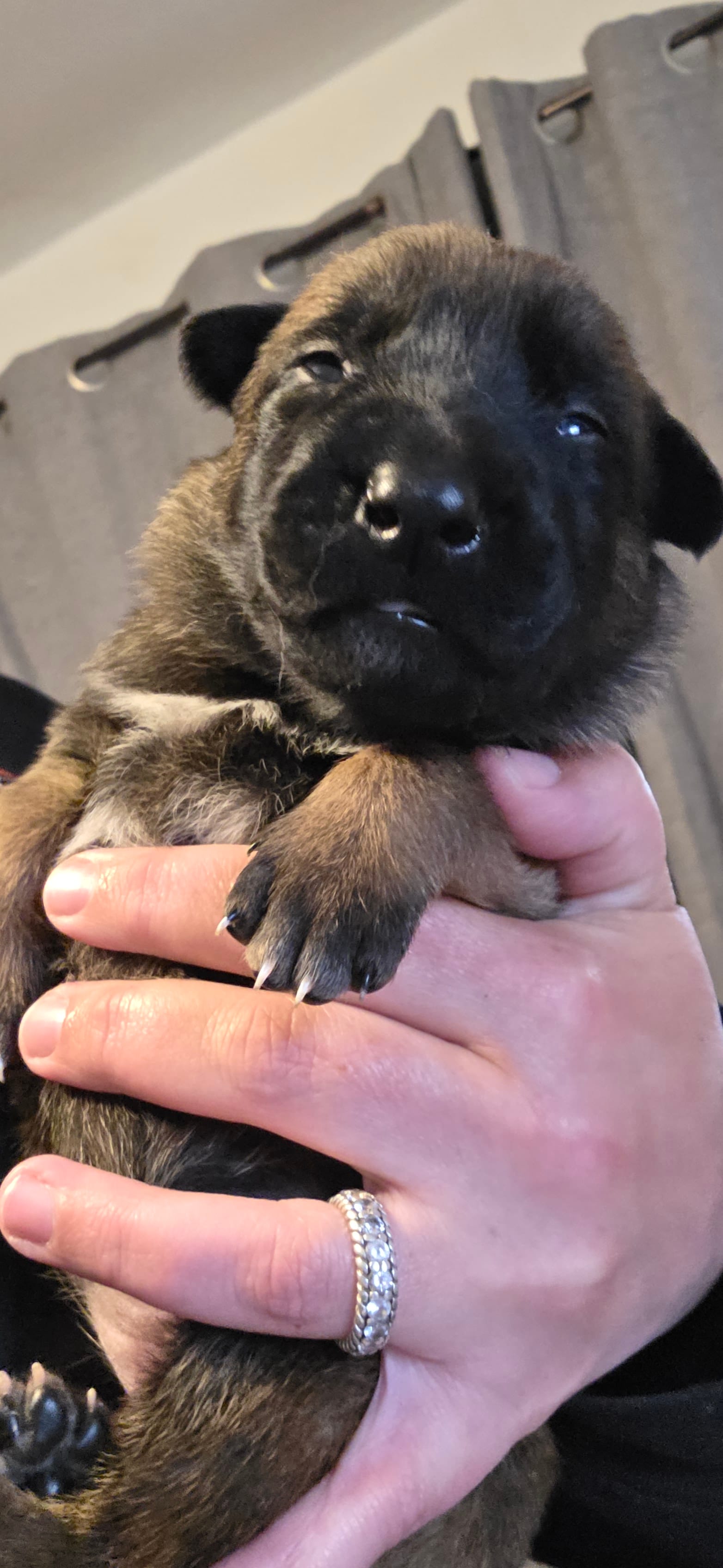 White Collar  – Belgian Malinois puppy for sale in Oshkosh, WI