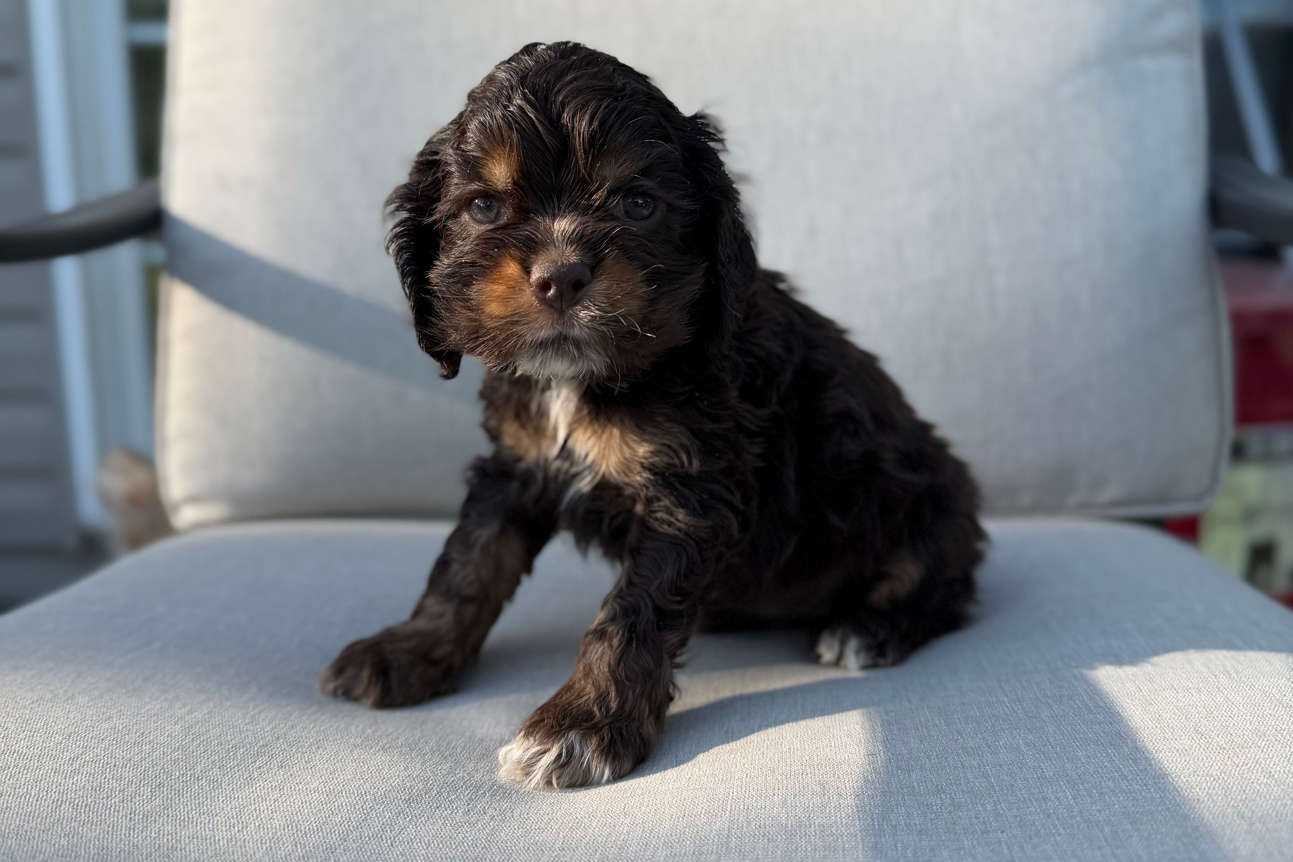 Mackenzie – Cocker Spaniel puppy for sale in Buffalo, MO