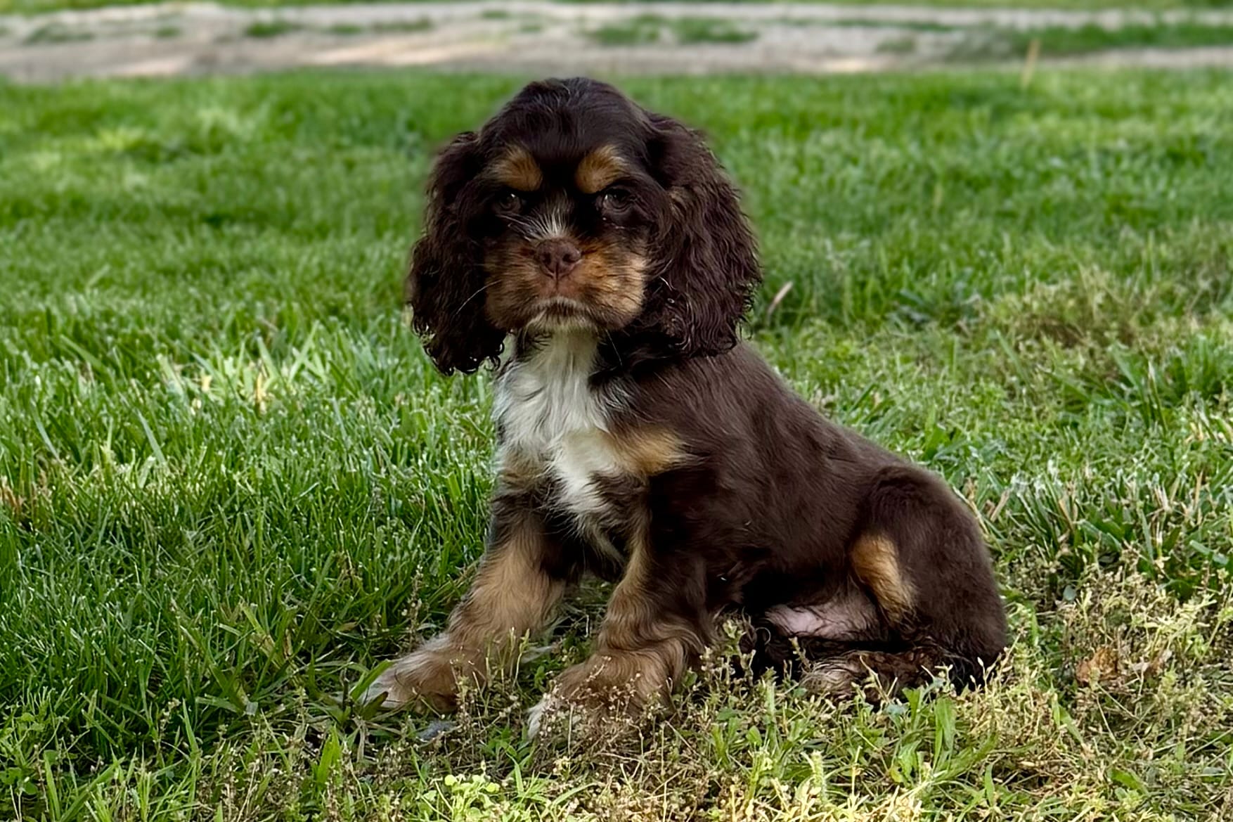 Bluey - AKC Champion Background – Cocker Spaniel puppy for sale in Buffalo, MO