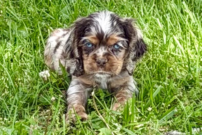 Snickers – Cocker Spaniel puppy for sale in Buffalo, MO