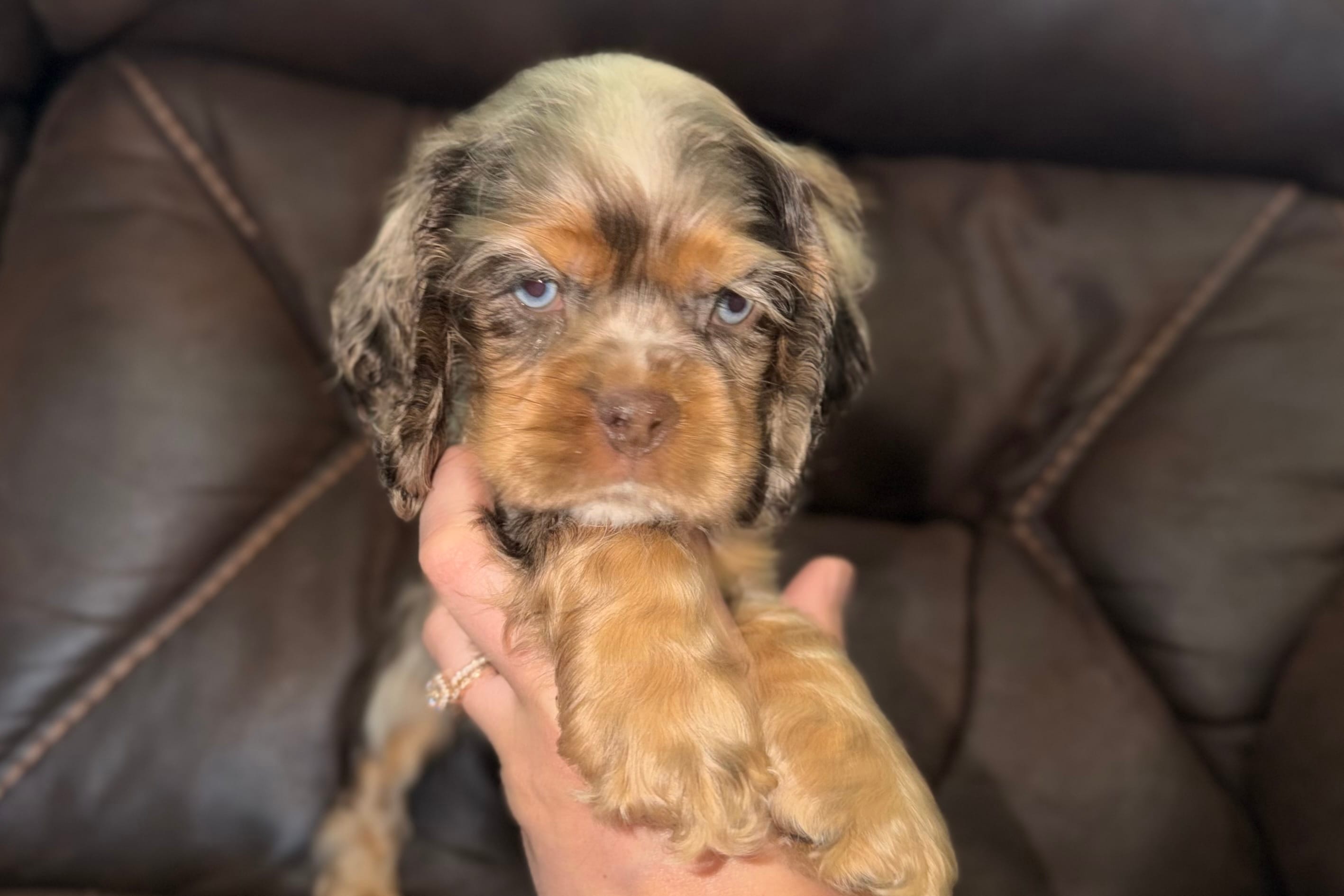 Rusty – Cocker Spaniel puppy for sale in Buffalo, MO