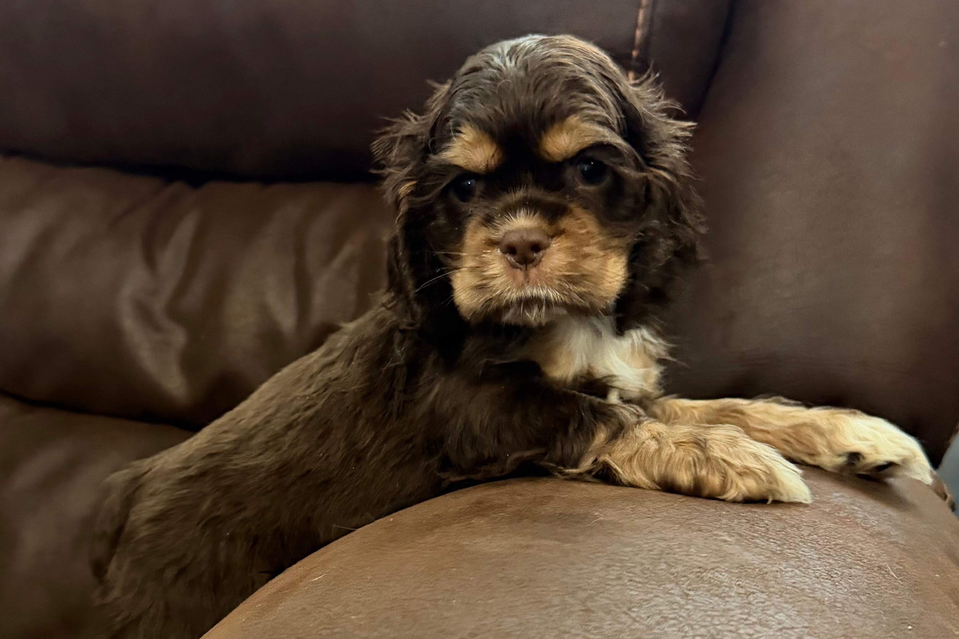 Bluey – Cocker Spaniel puppy for sale in Buffalo, MO