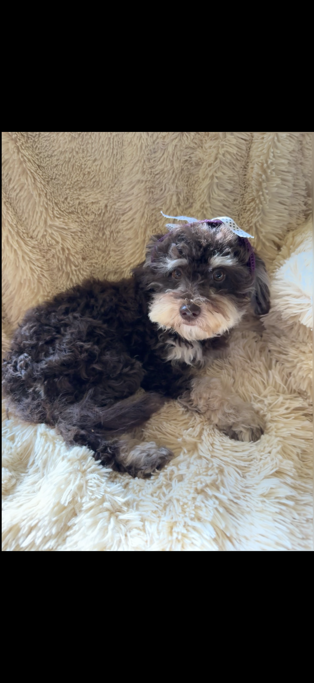 Micro mini Bernedoodle Joy – Miniature Bernedoodle puppy for sale in Lakeland, FL