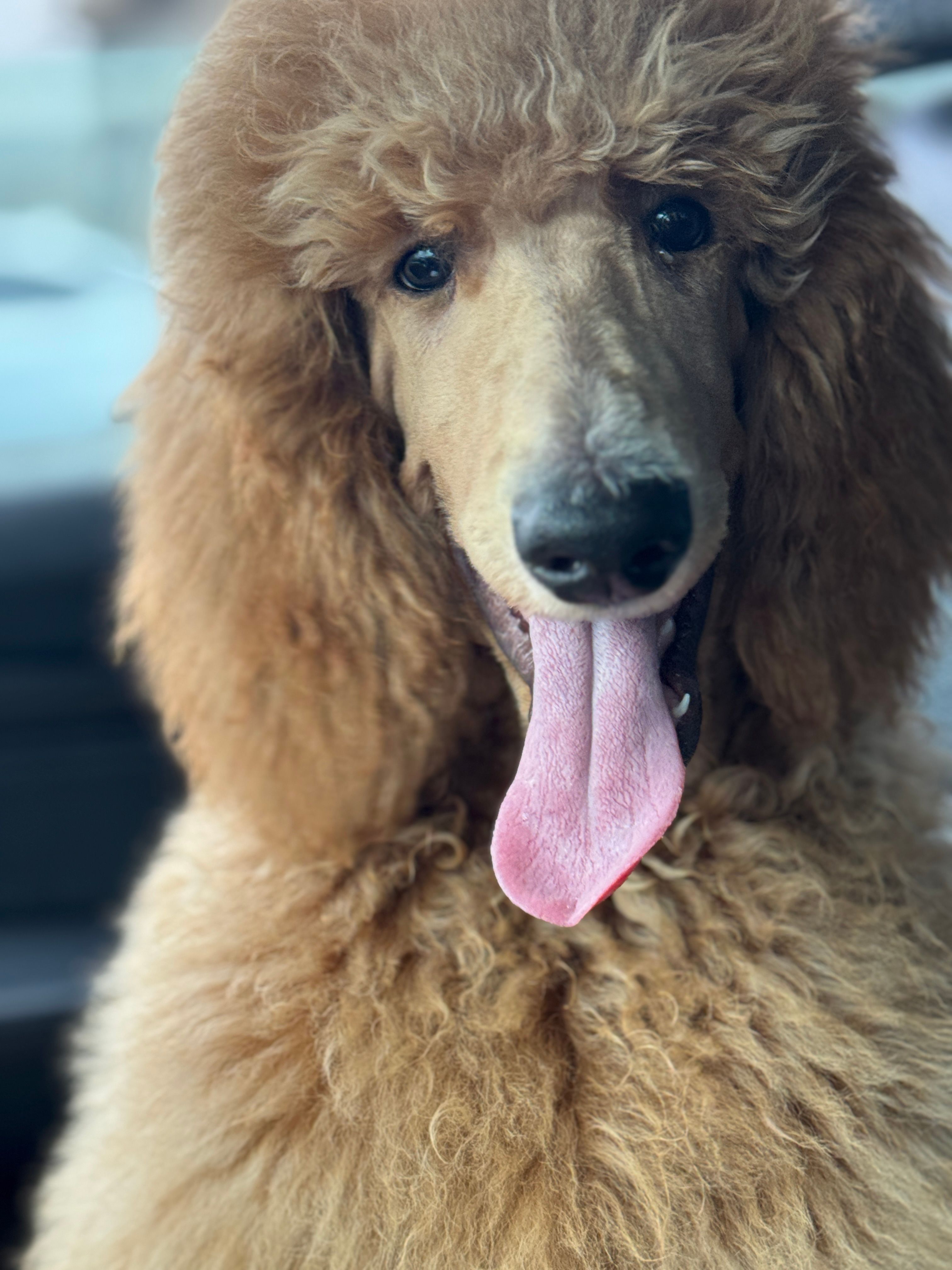 Kronk Yellow collar  – Poodle - Standard  puppy for sale in Westminster, CA