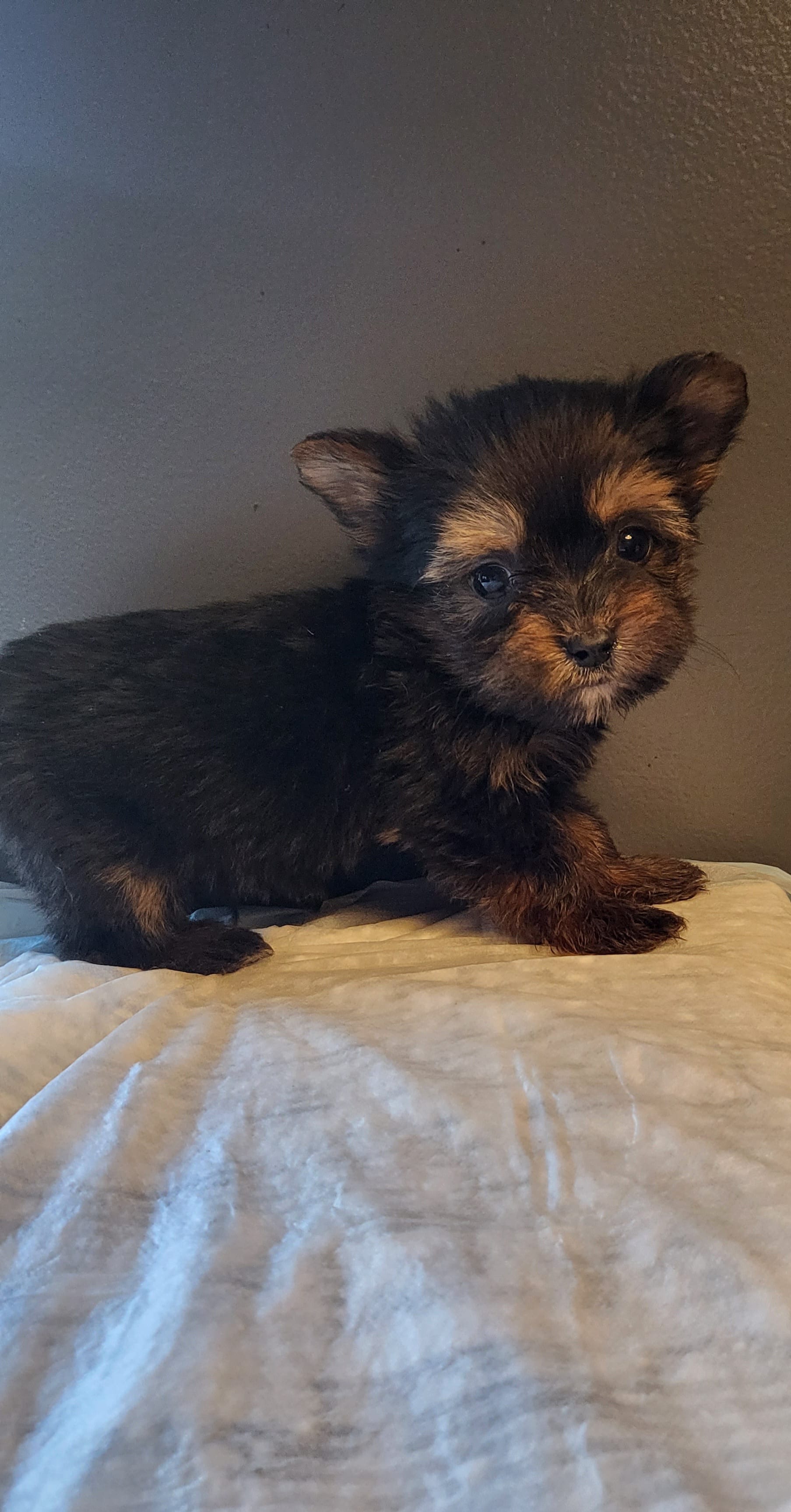 Judd – Yorkshire Terrier puppy for sale in Hamlin, WV