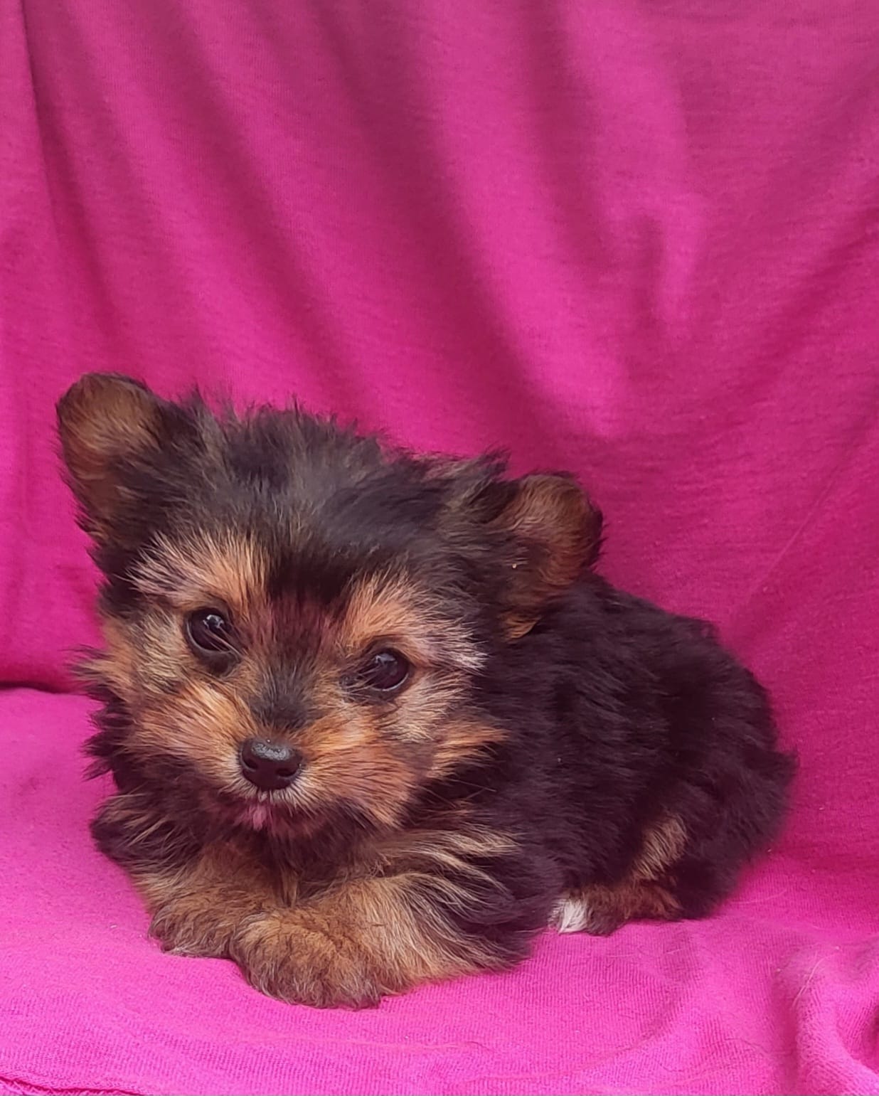 Tilly – Yorkshire Terrier puppy for sale in Hamlin, WV