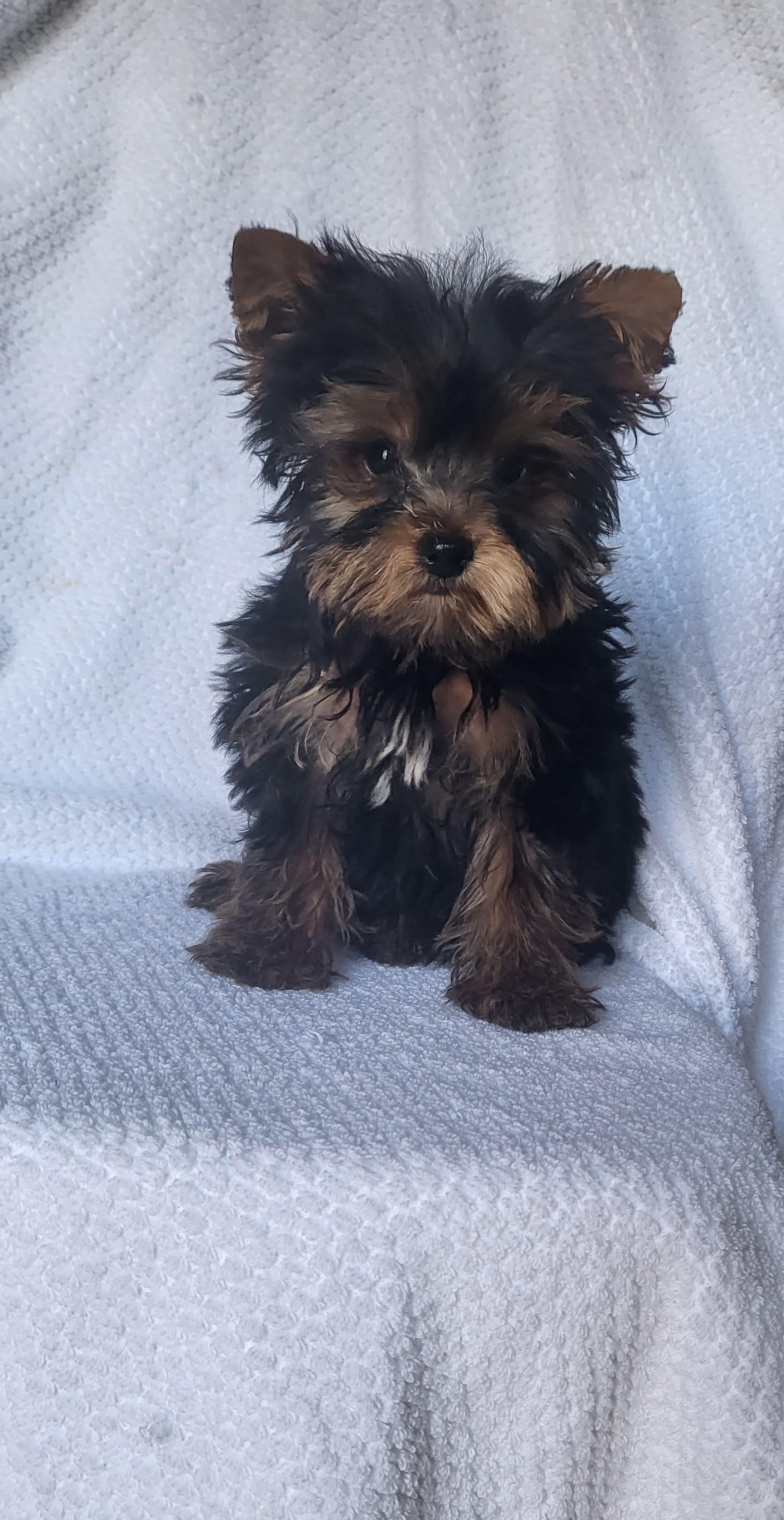 Tommy – Yorkshire Terrier puppy for sale in Hamlin, WV