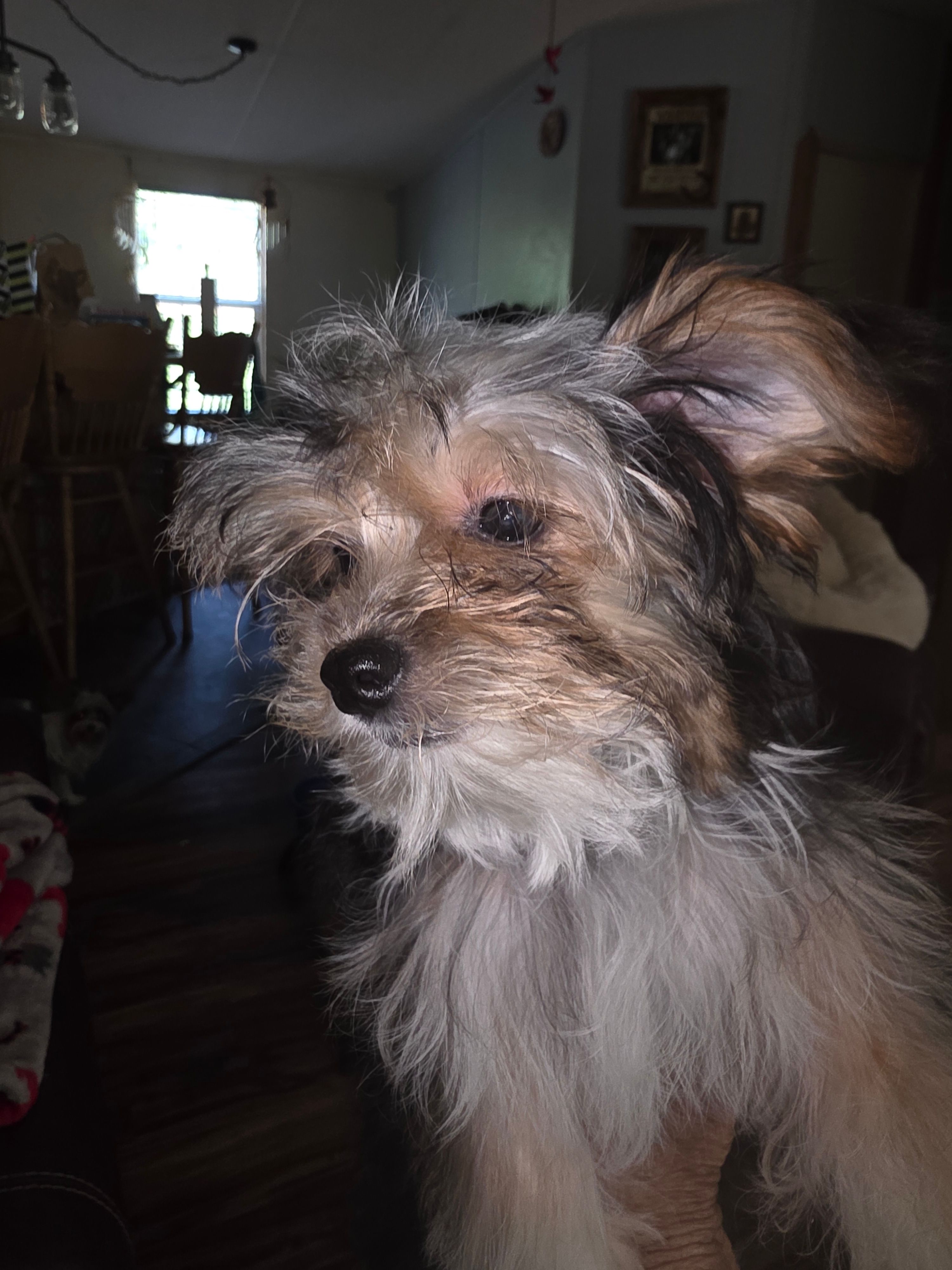 Callie – Yorkshire Terrier puppy for sale in Greeneville, TN