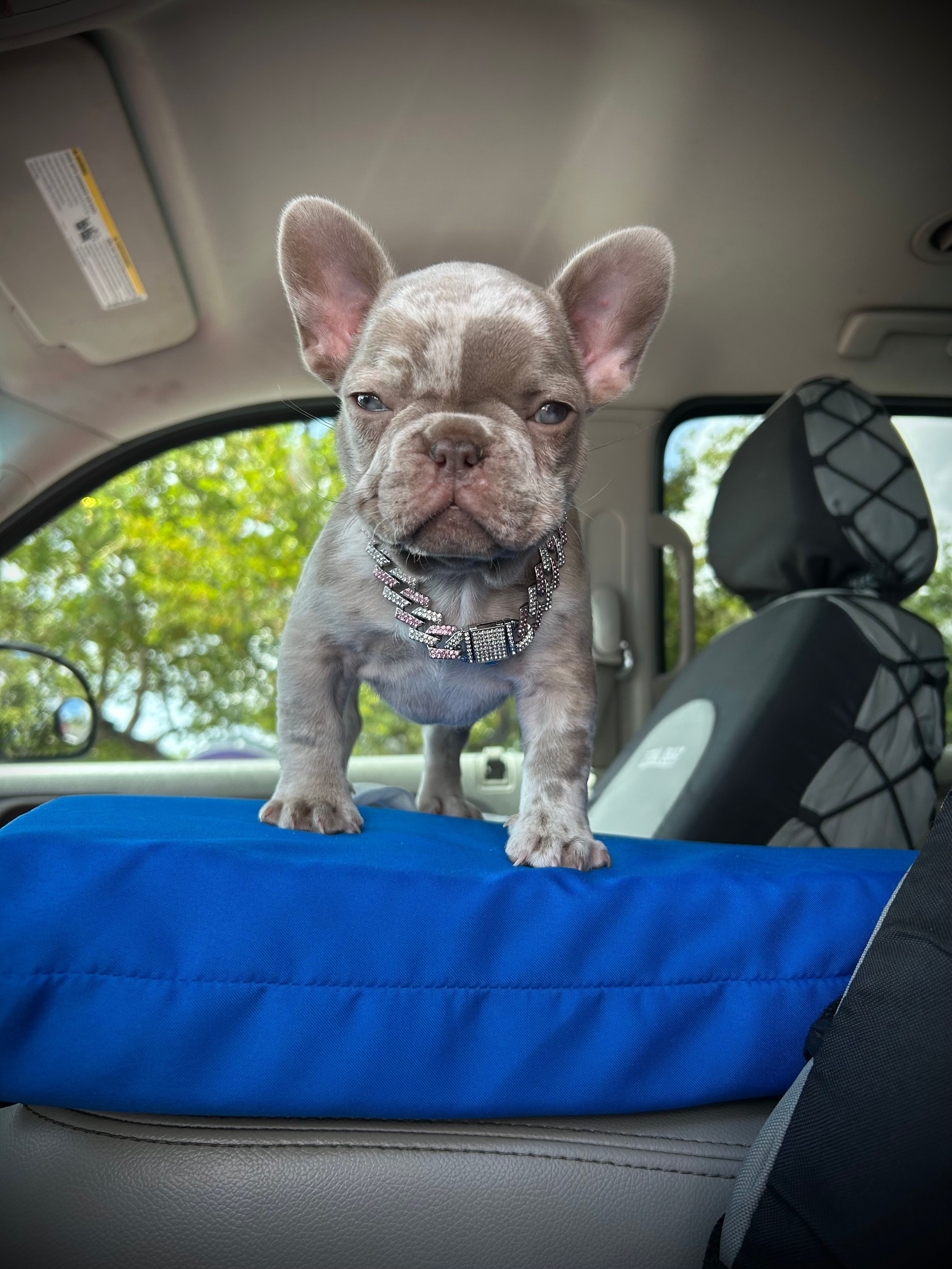 Tiny girl  – French Bulldog puppy for sale in North Fort Myers, FL