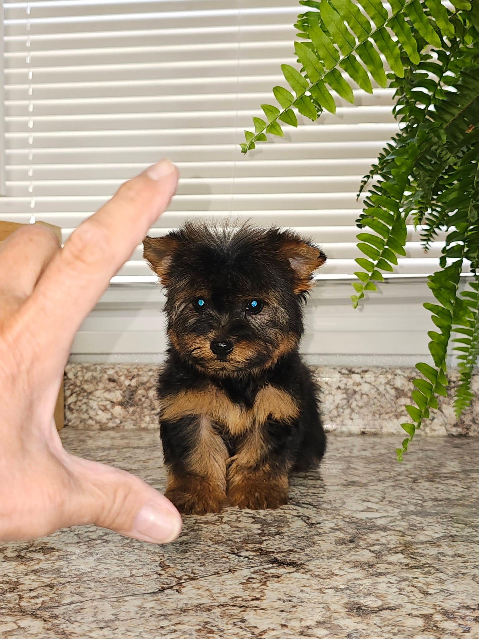 Micro Tcup – Yorkshire Terrier puppy for sale in Jamestown, TN