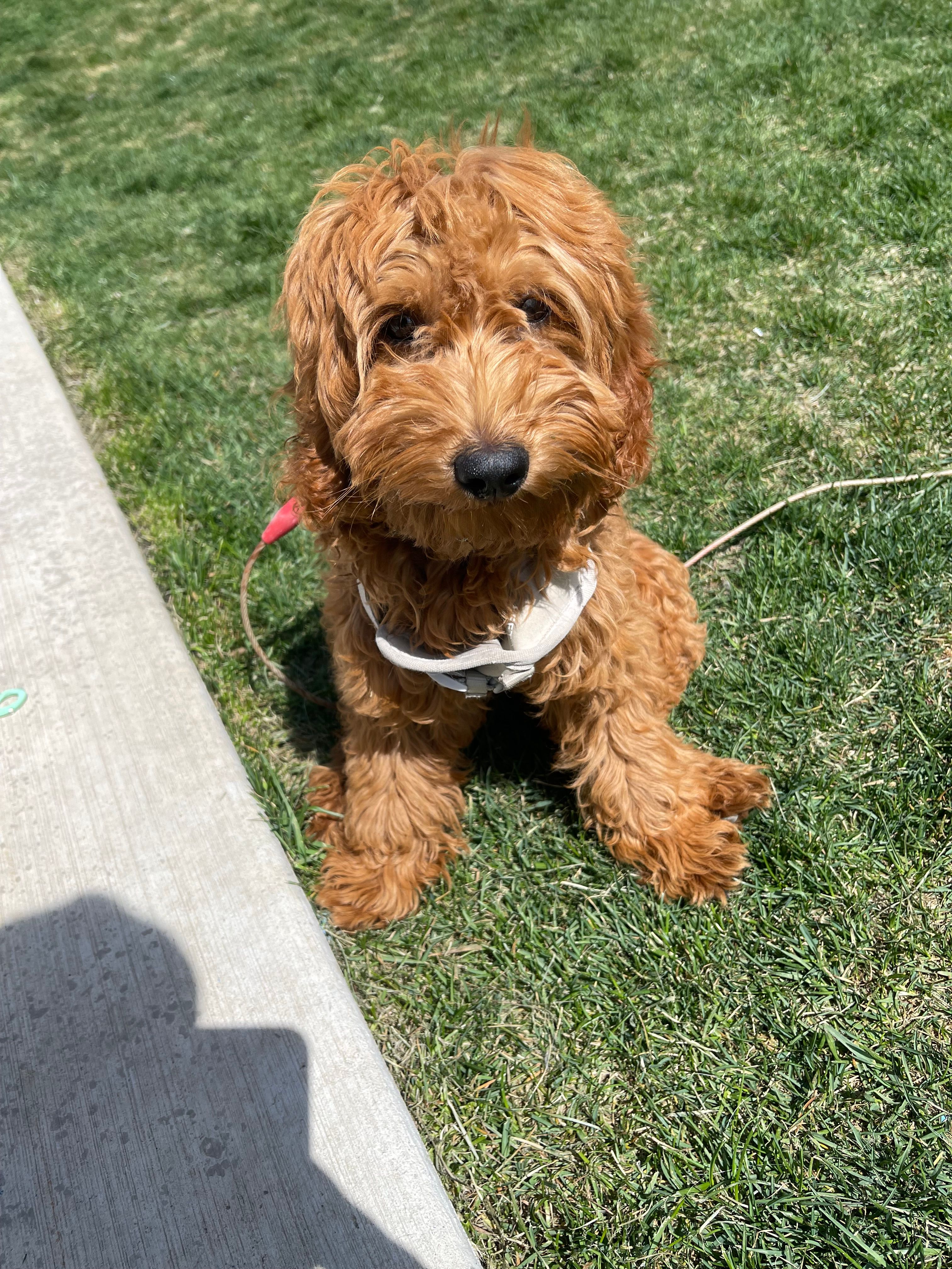 Teddy  – Miniature Goldendoodle puppy for sale in Rathdrum, ID