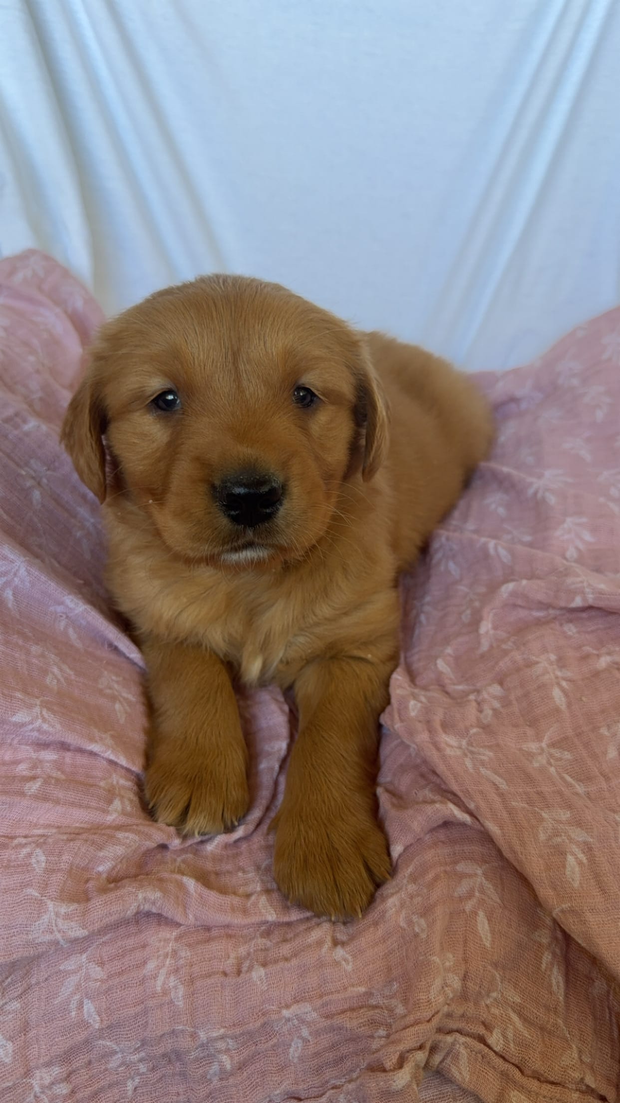 AKC Dotty  – Golden Retriever puppy for sale in San Francisco, CA