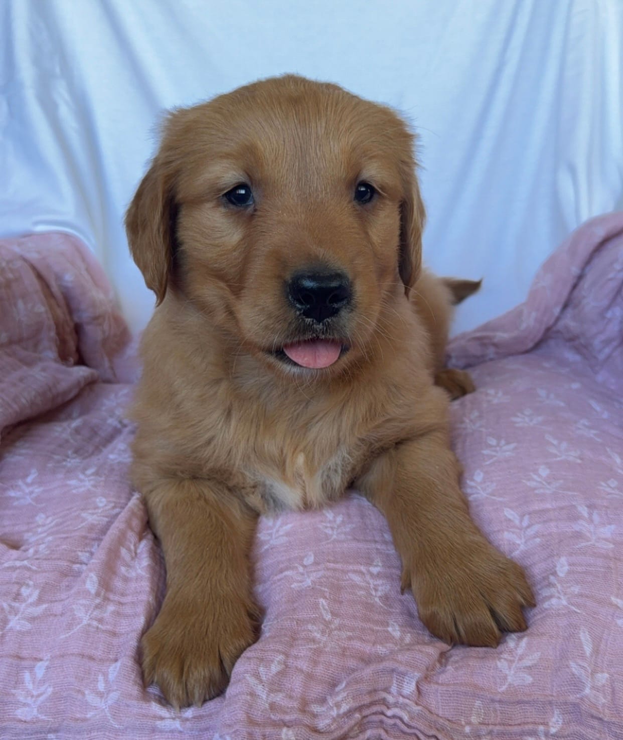 AKC Dotty  – Golden Retriever puppy for sale in Sanger, CA