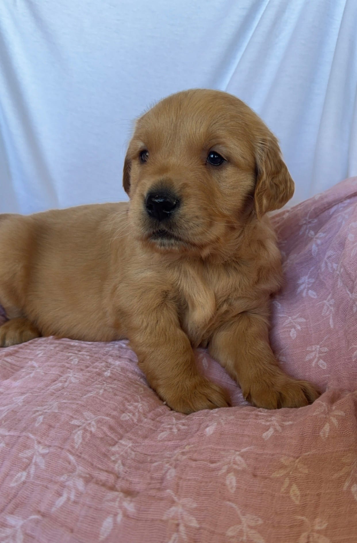 AKC Lilly – Golden Retriever puppy for sale in San Francisco, CA