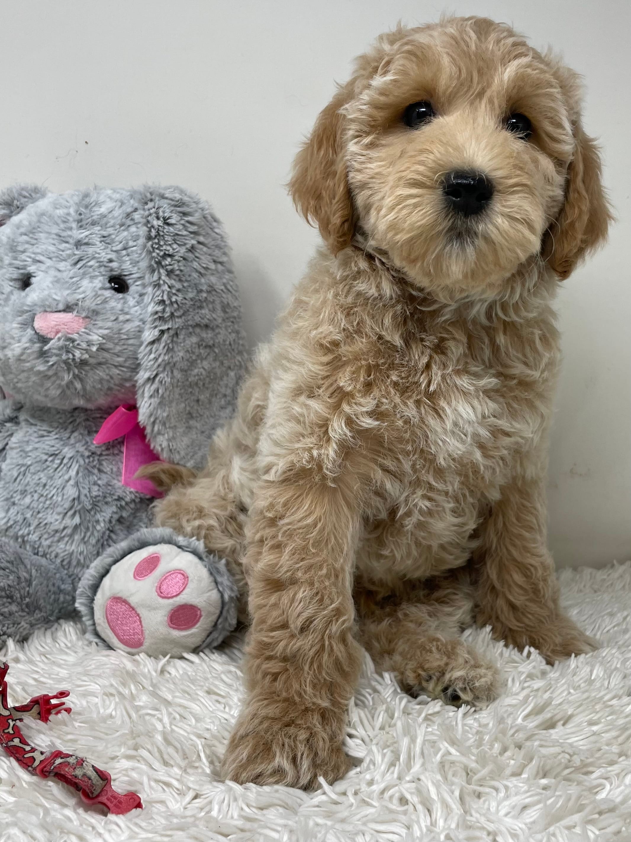 Red Collar – Australian Labradoodle puppy for sale in Rhode Island, RI
