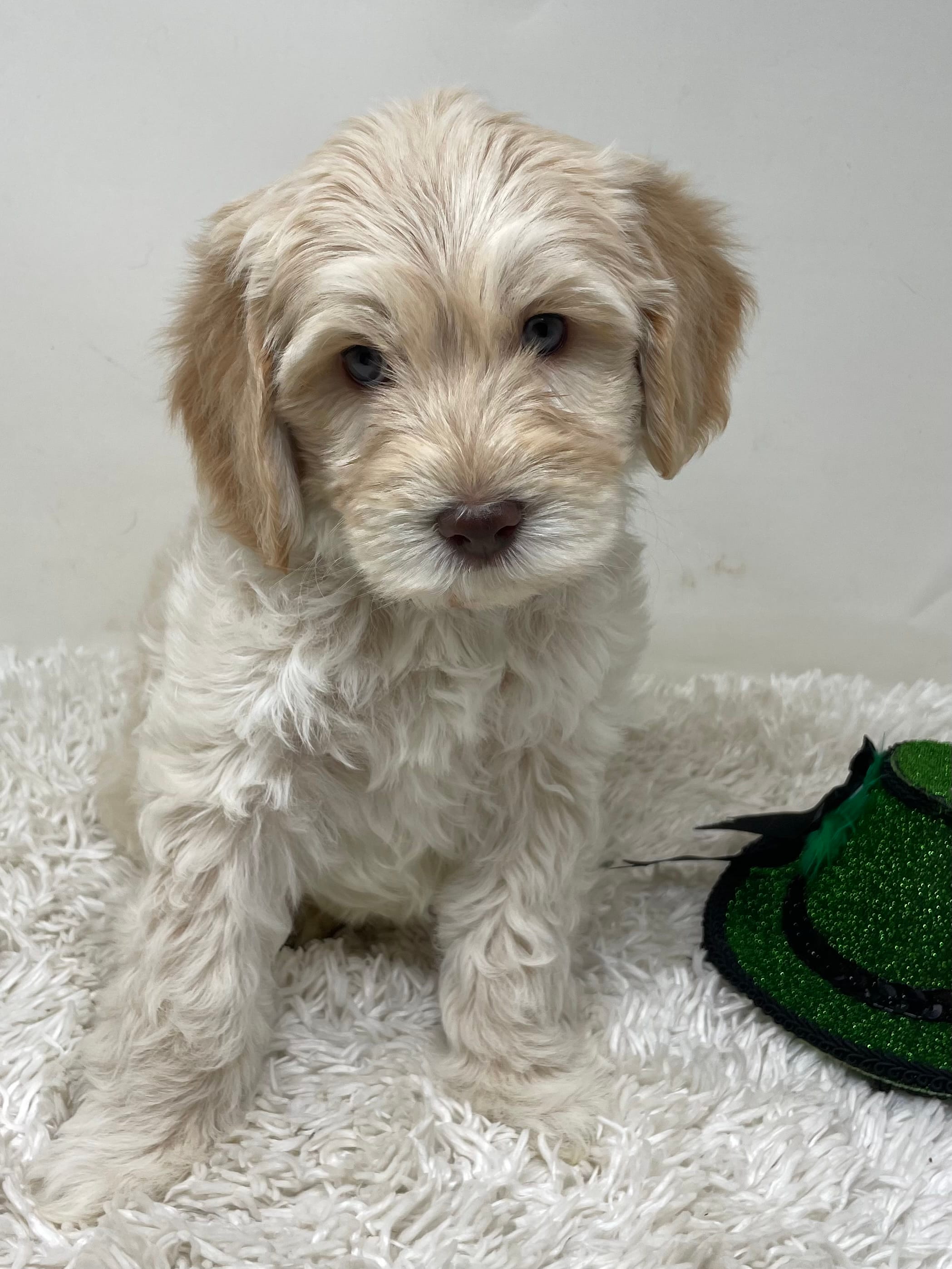 Black Collar – Australian Labradoodle puppy for sale in Rhode Island, RI