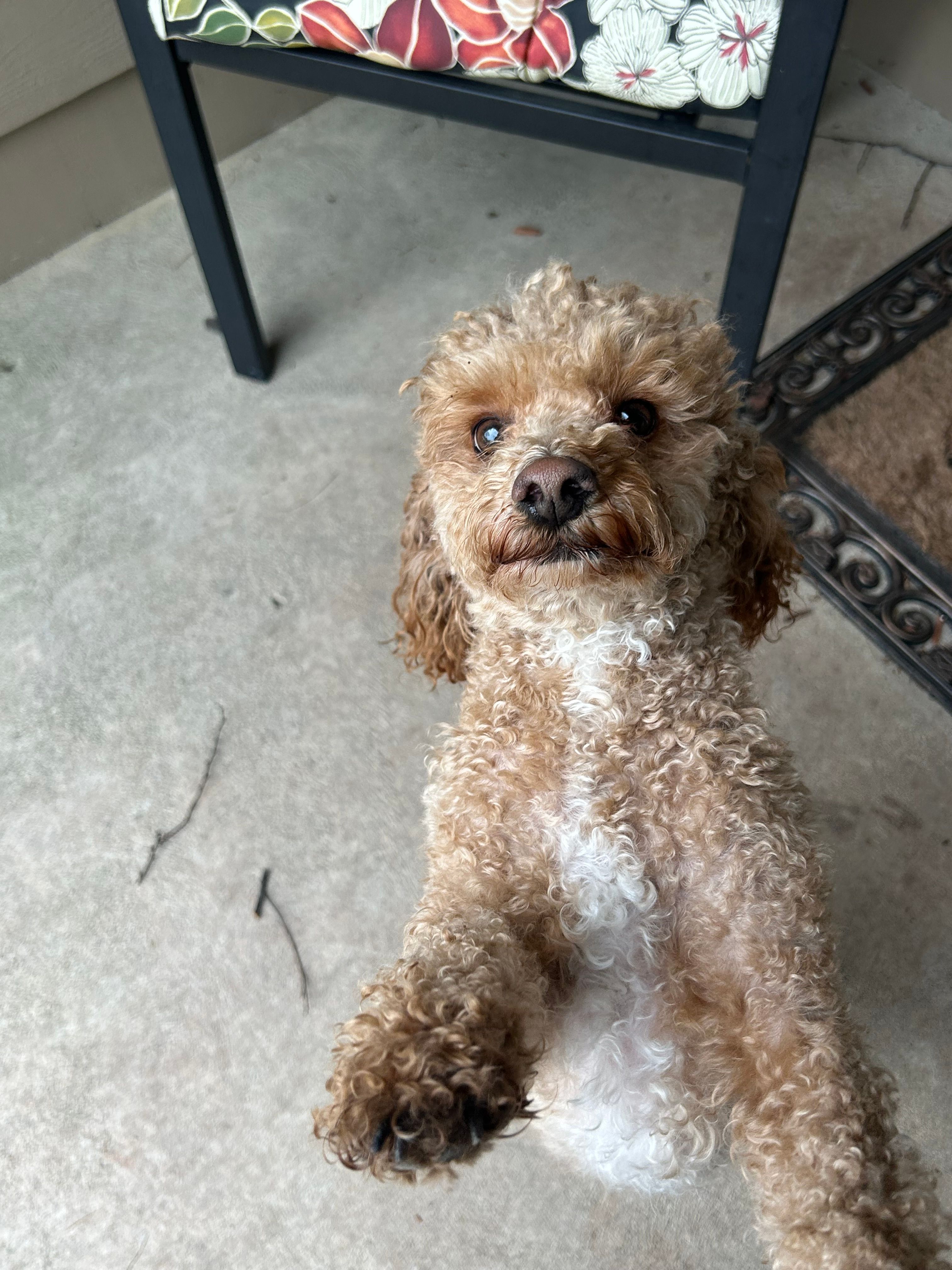 Buddy – Poodle - Miniature  puppy for sale in Fort Wayne, IN