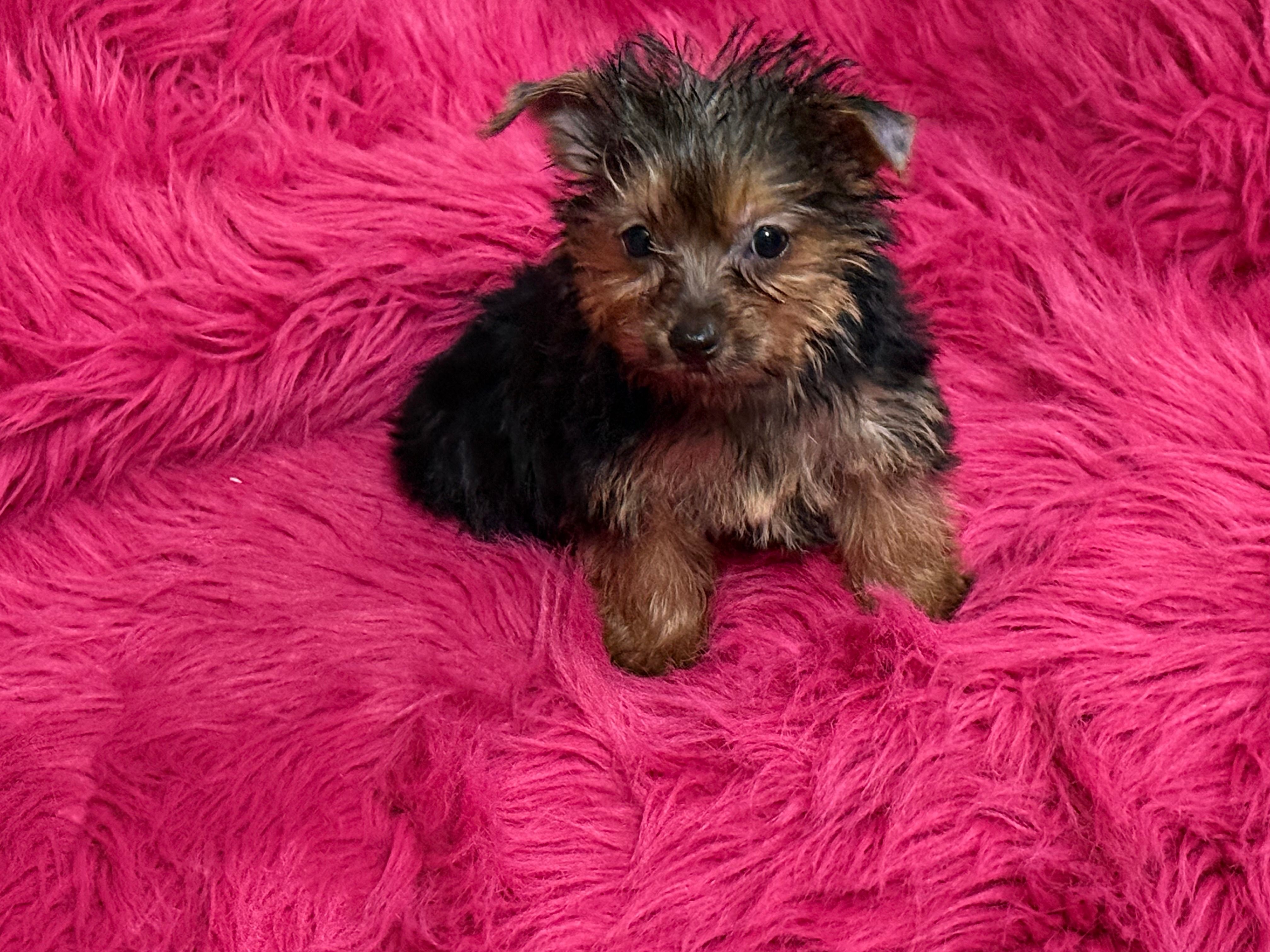 Tiny Tina – Yorkshire Terrier puppy for sale in Dover, AR