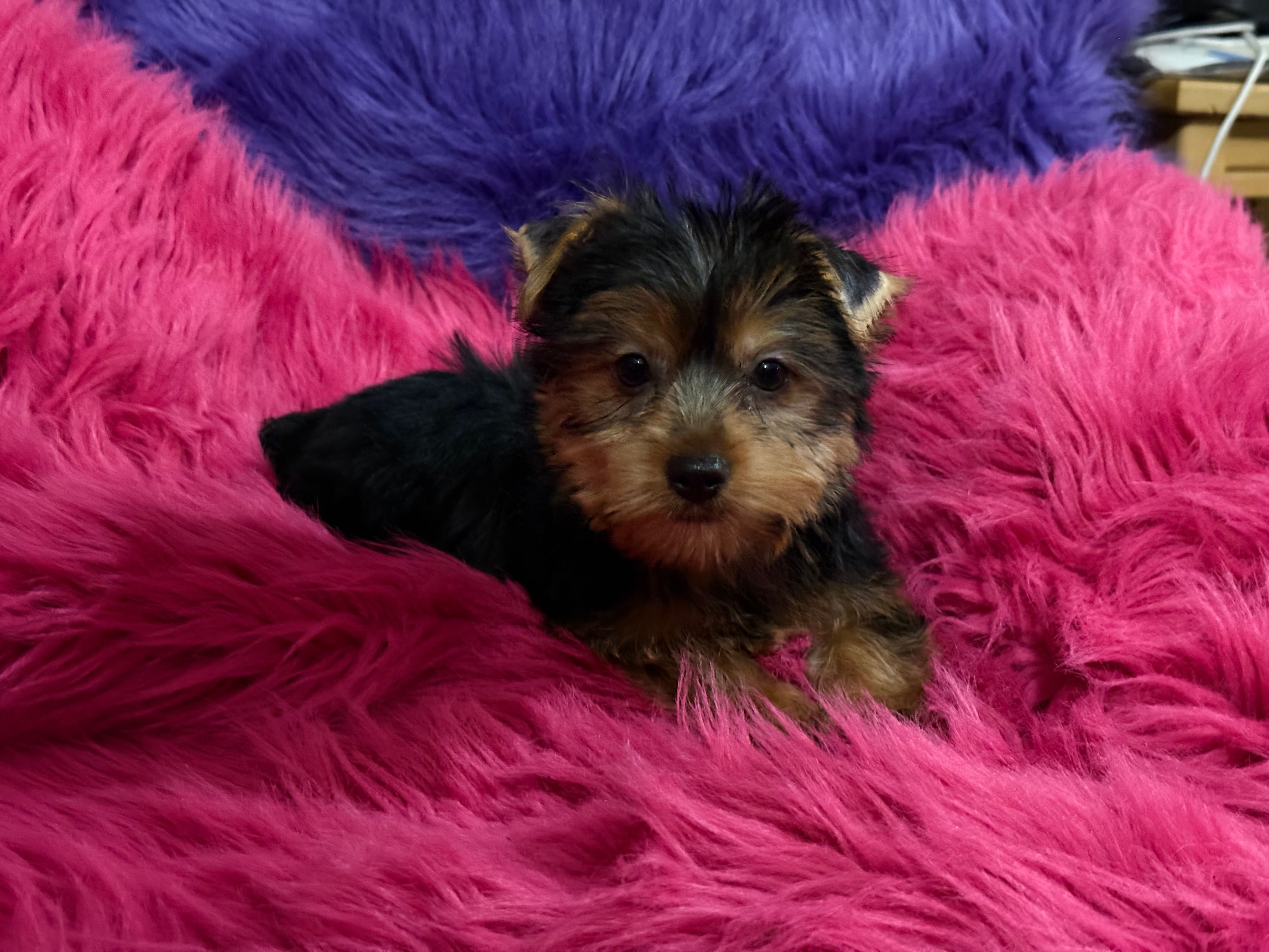 Mattie – Yorkshire Terrier puppy for sale in Dover, AR