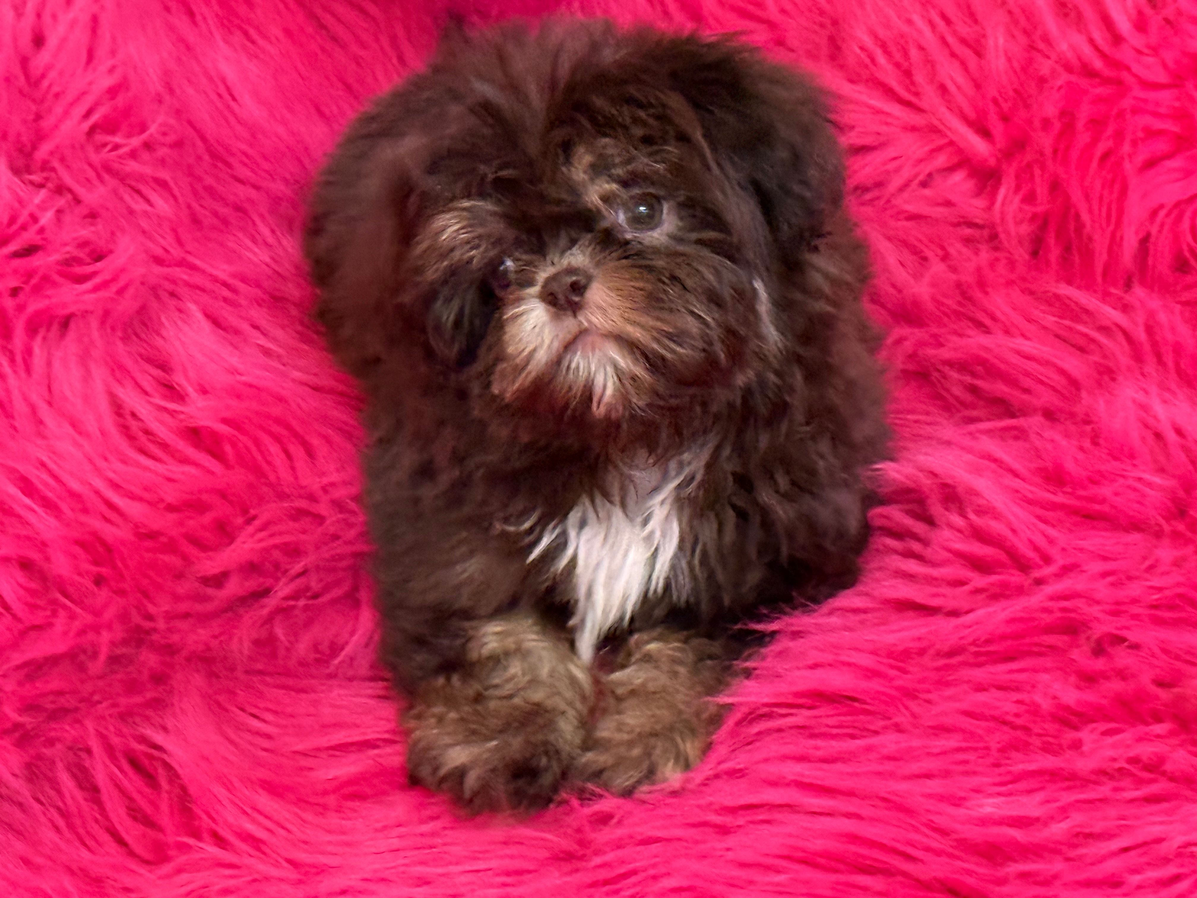 Lil precious  – Shih Tzu puppy for sale in Dover, AR