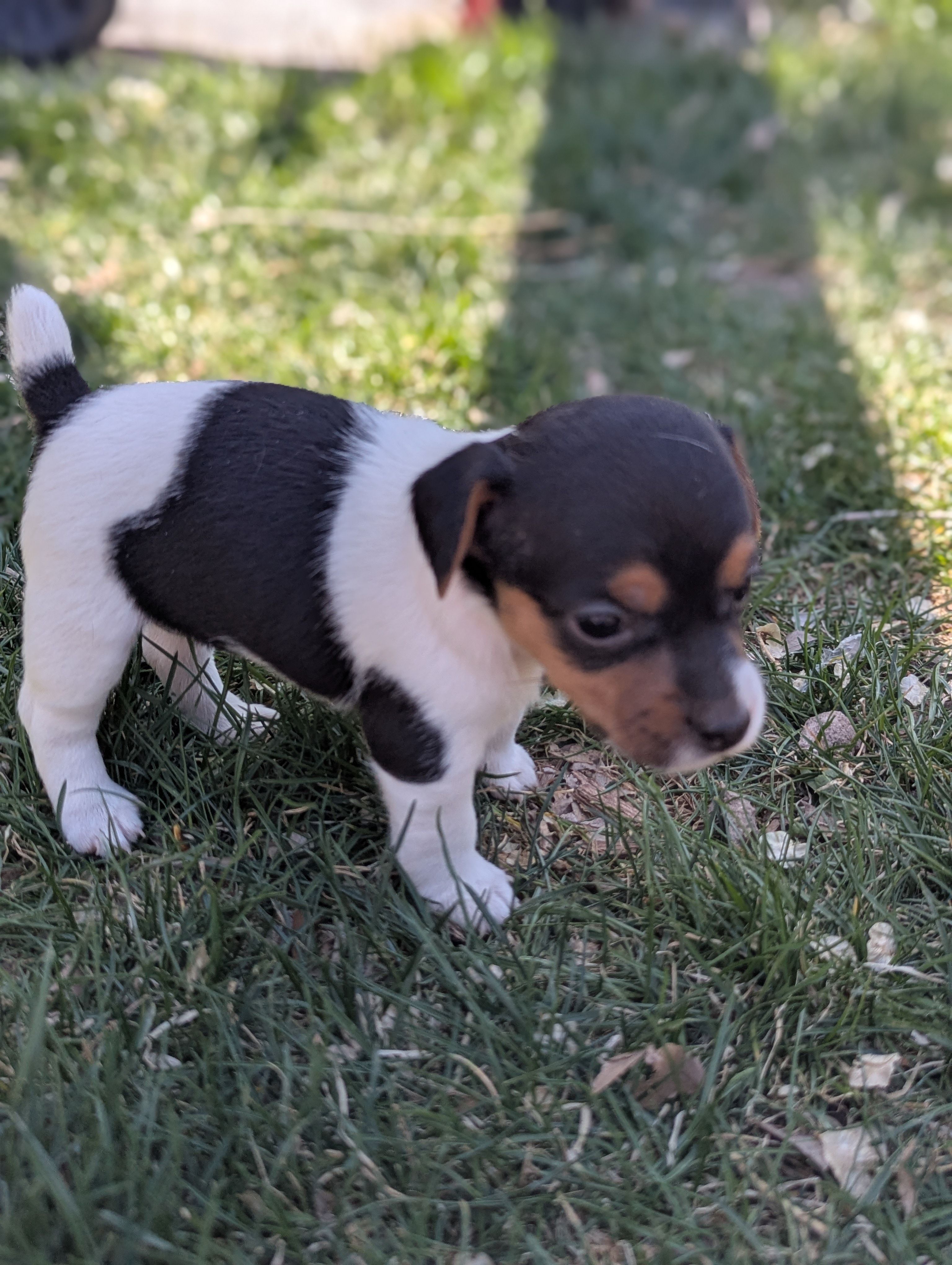 Trixie – Jack Russell Terrier puppy for sale in Montrose, CO