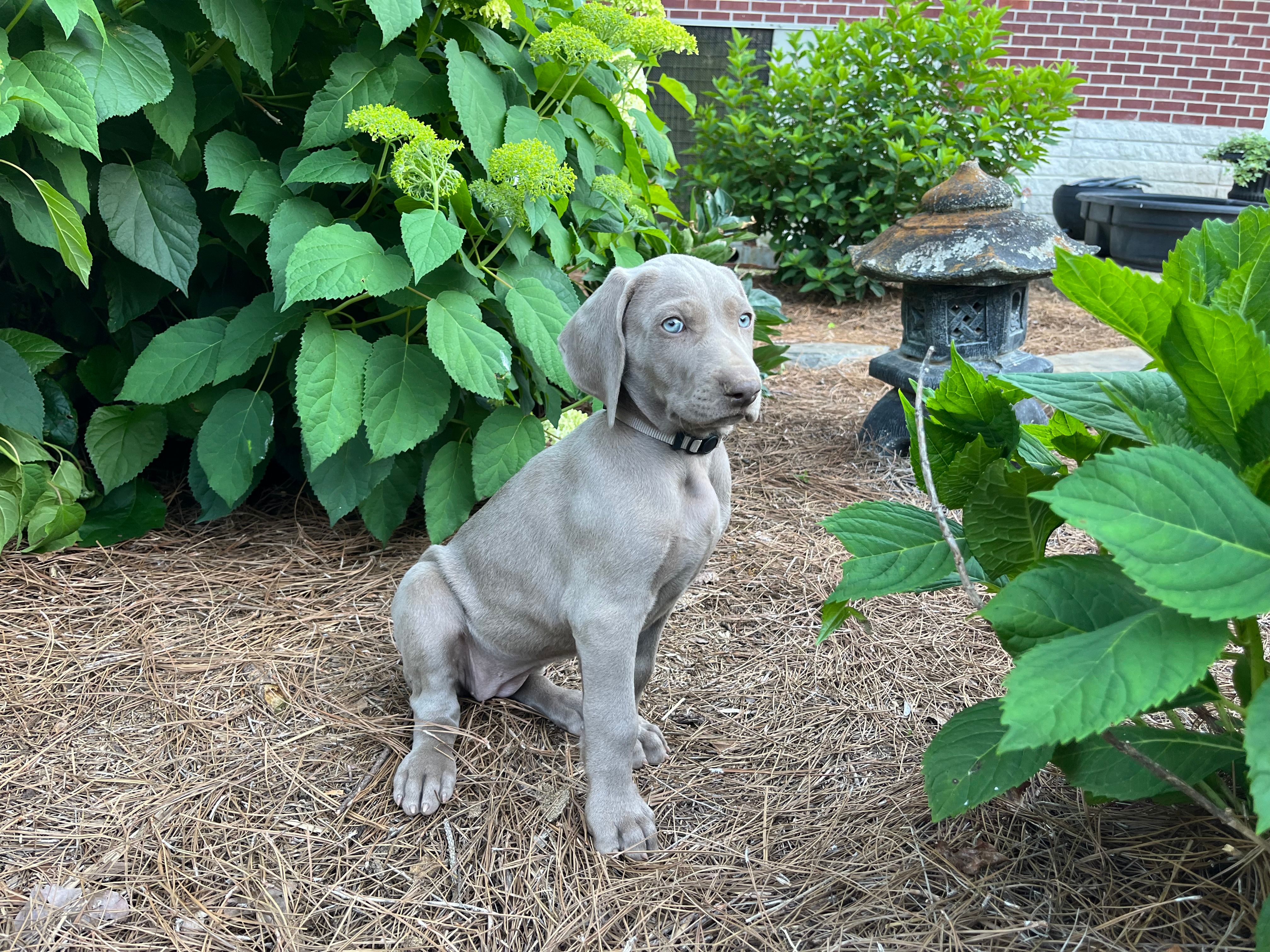 Silver Collar Female – Weimaraner puppy for sale in Killen, AL