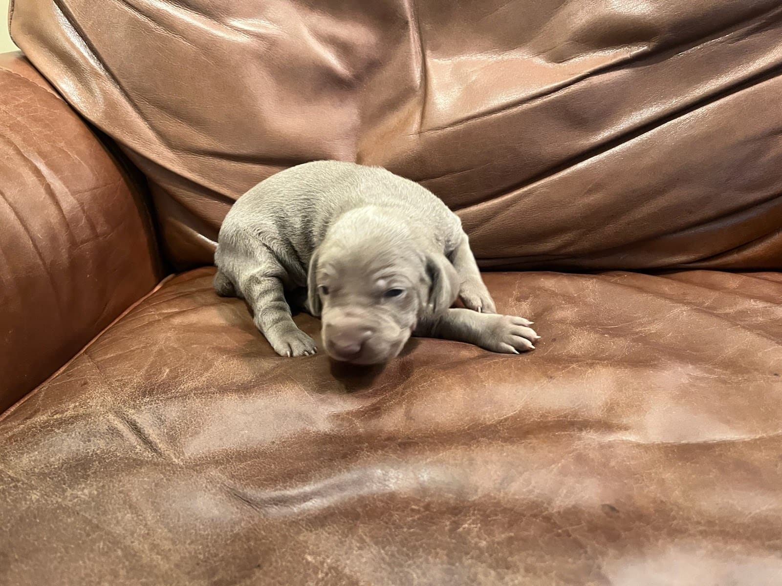 Silver Male – Weimaraner puppy for sale in Killen, AL