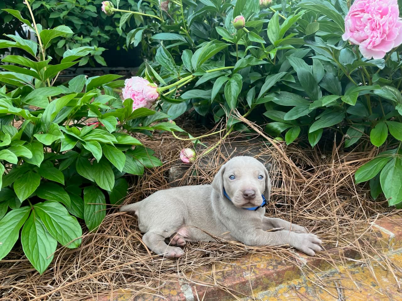Blue Collar Male – Weimaraner puppy for sale in Killen, AL